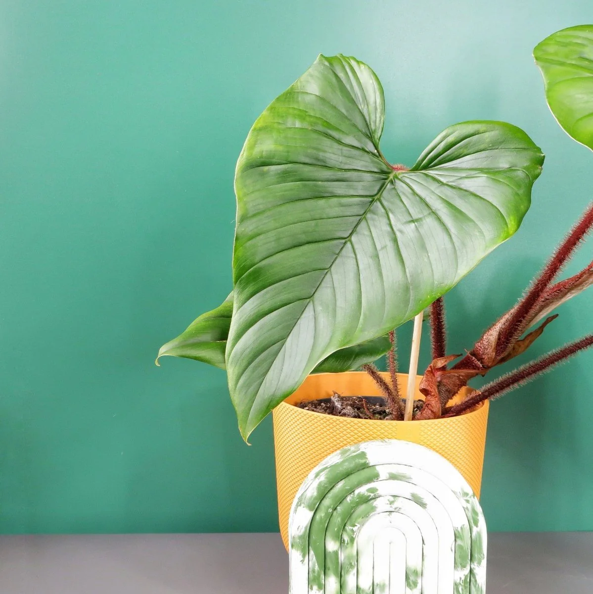 PHILODENDRON SQUAMICAULE - Image 8