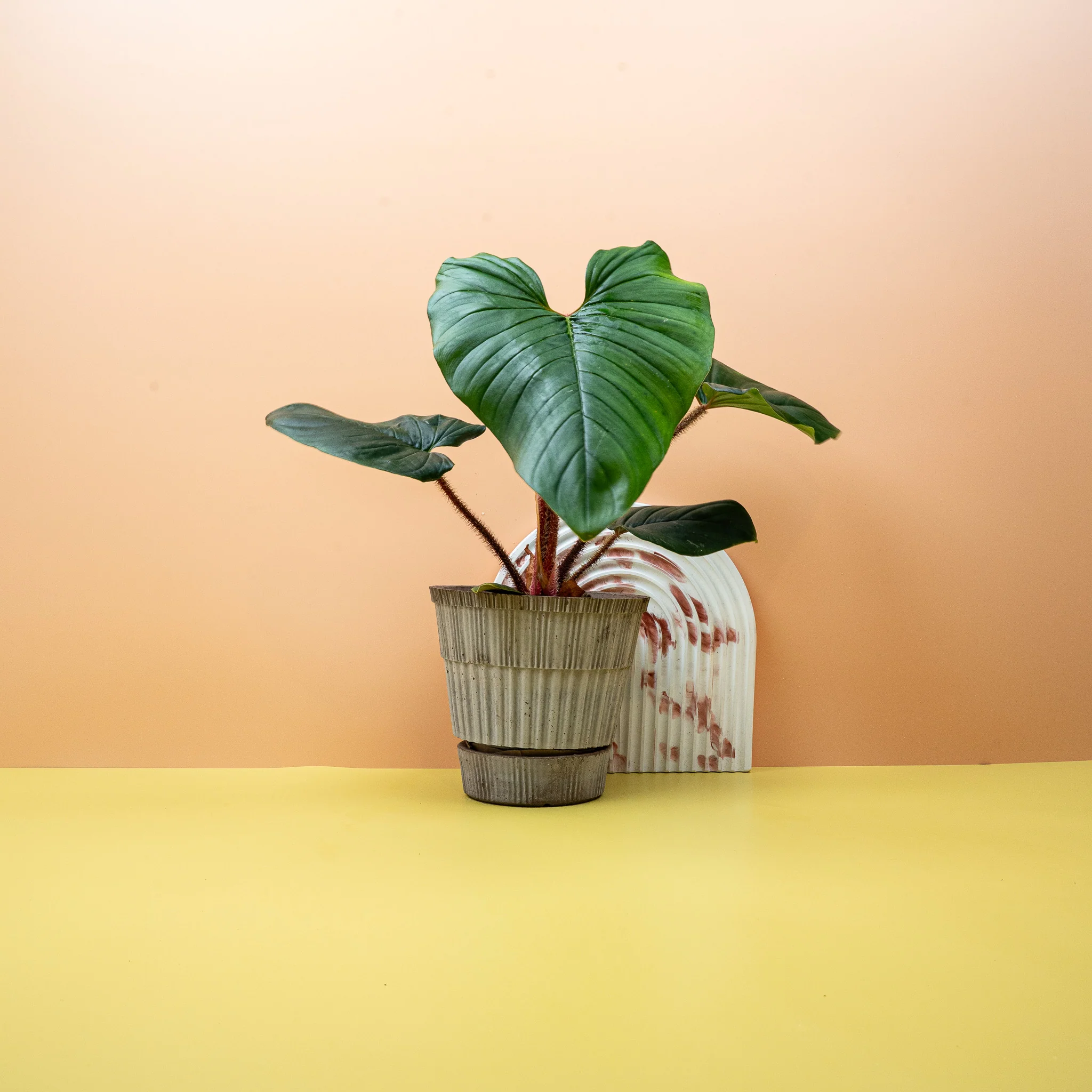 PHILODENDRON SQUAMICAULE - Image 9