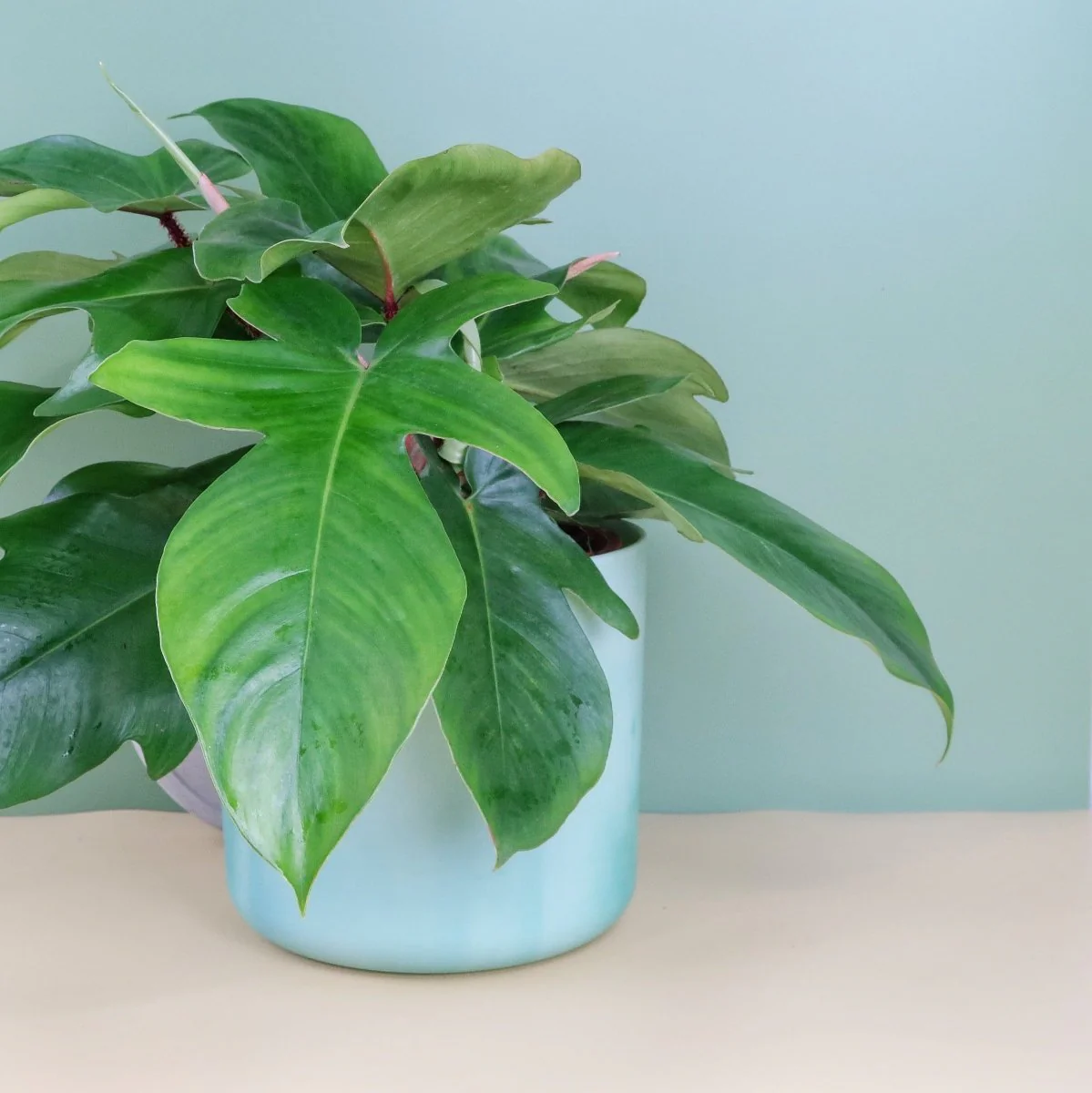 PHILODENDRON SQUAMIFERUM - Image 3