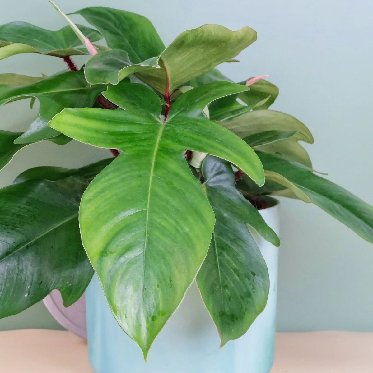 PHILODENDRON SQUAMIFERUM - Image 4