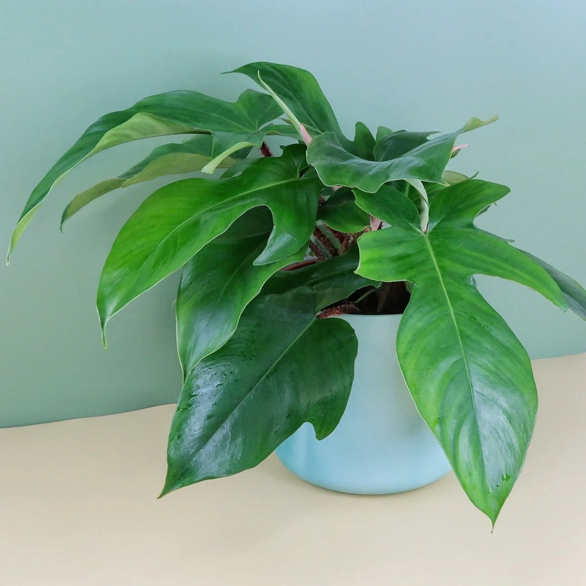 PHILODENDRON SQUAMIFERUM - Image 5