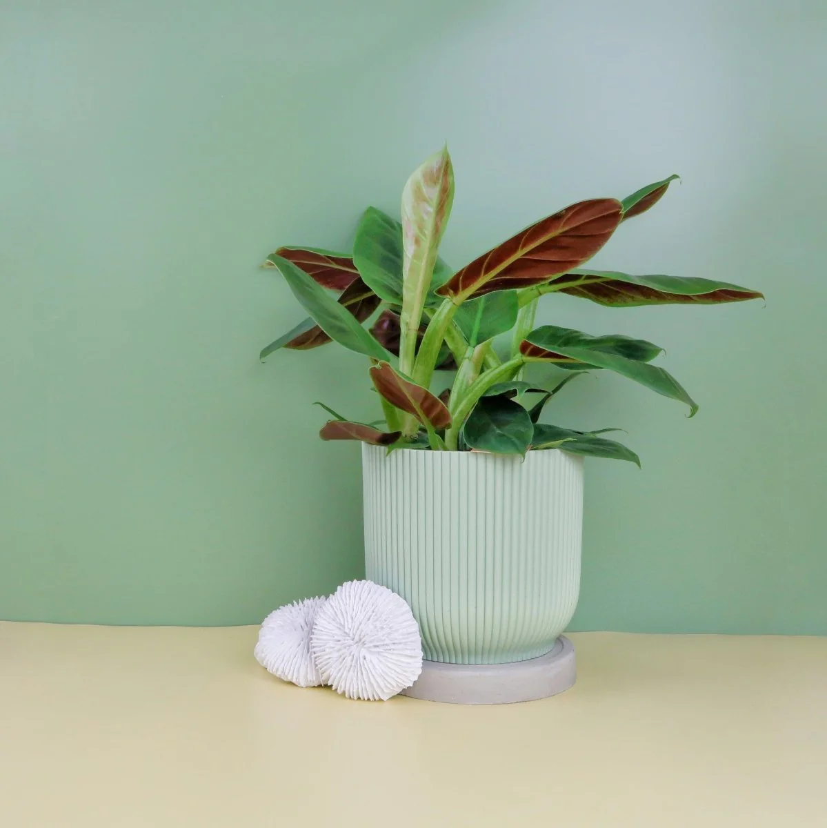 PHILODENDRON SUBHASTATUM