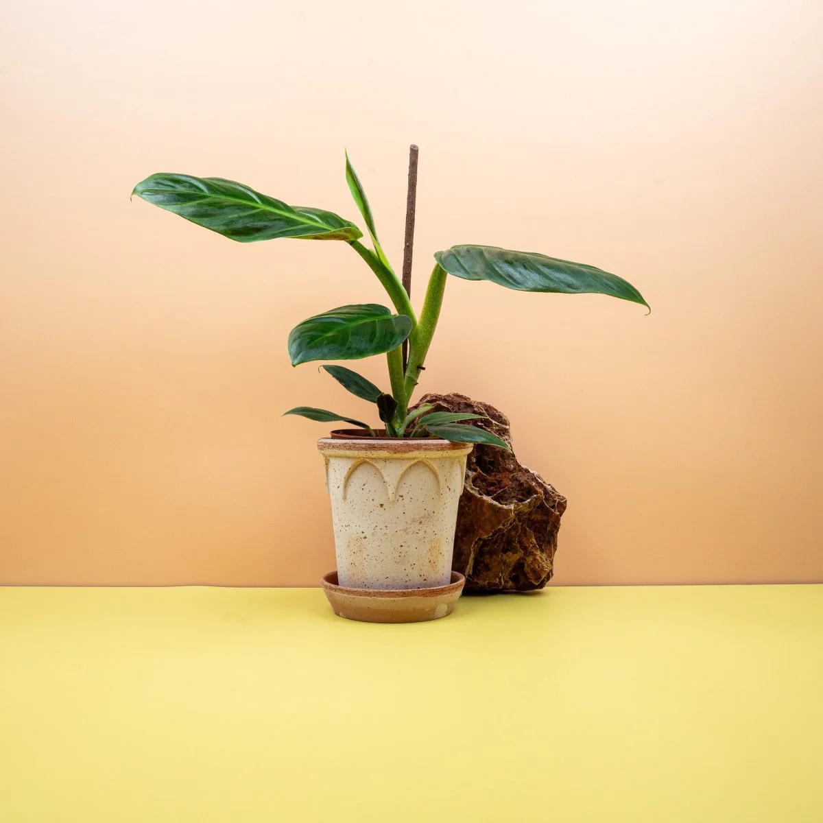 PHILODENDRON SUBHASTATUM - Image 6