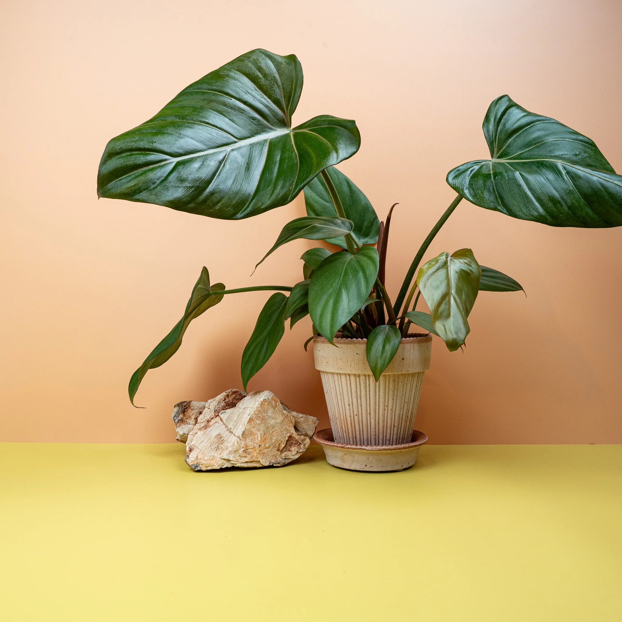 PHILODENDRON SUMMER GLORY
