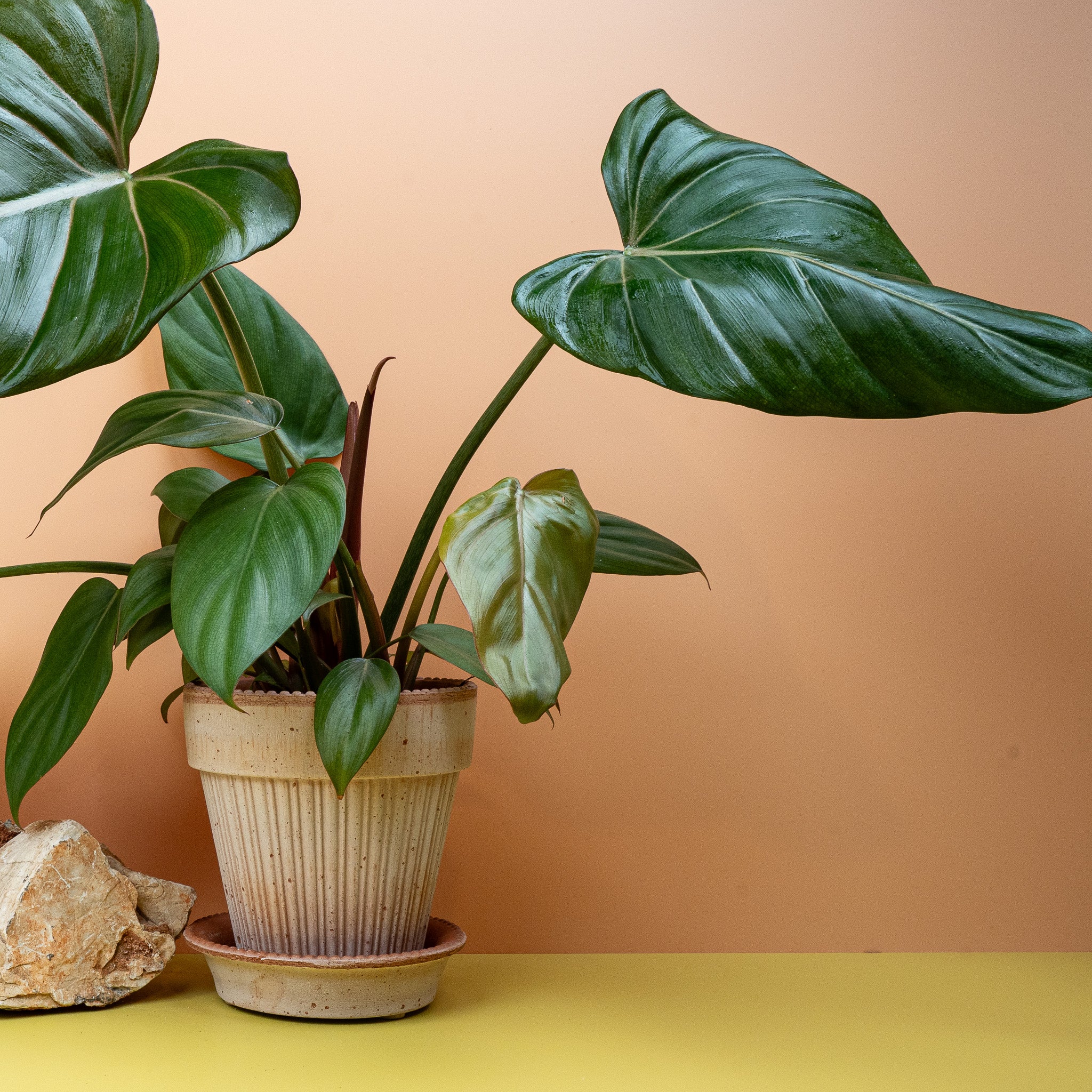 PHILODENDRON SUMMER GLORY - Image 2