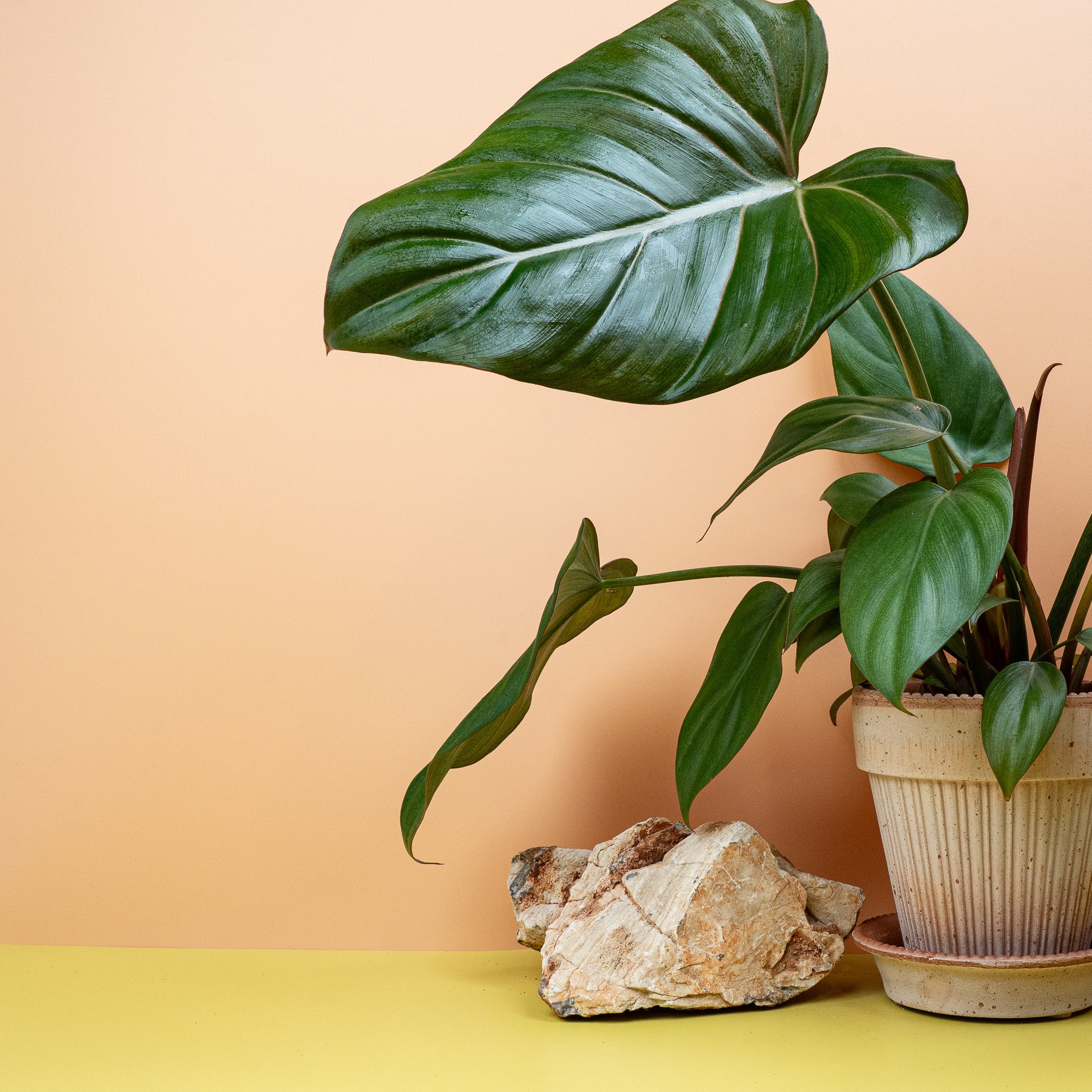 PHILODENDRON SUMMER GLORY - Image 3