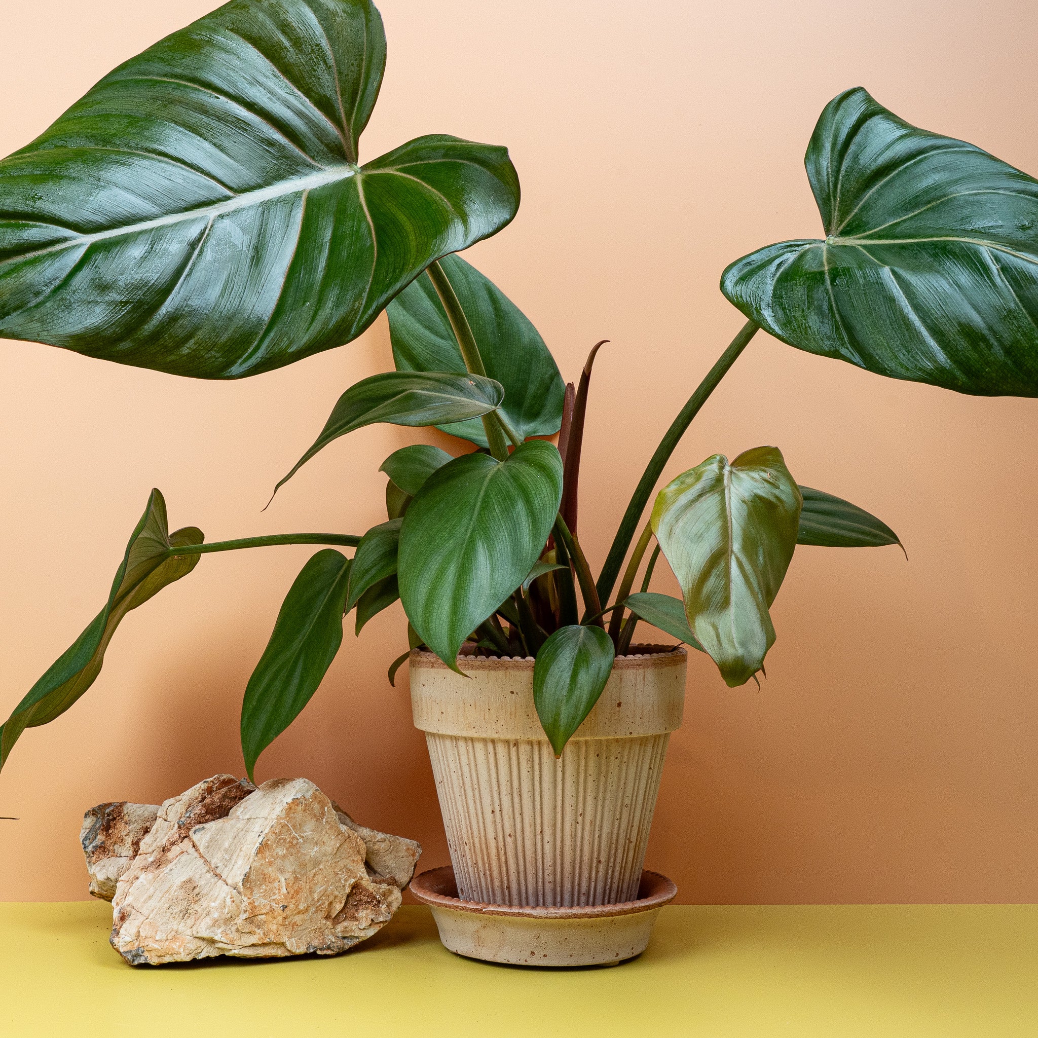PHILODENDRON SUMMER GLORY - Image 4