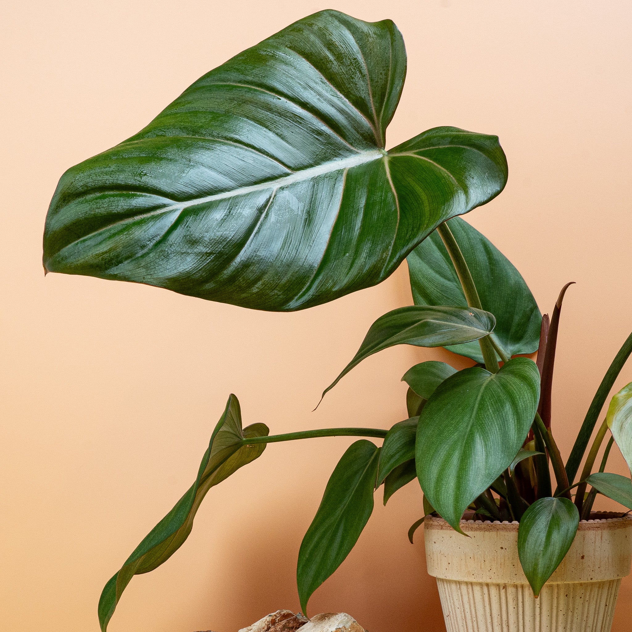 PHILODENDRON SUMMER GLORY - Image 5