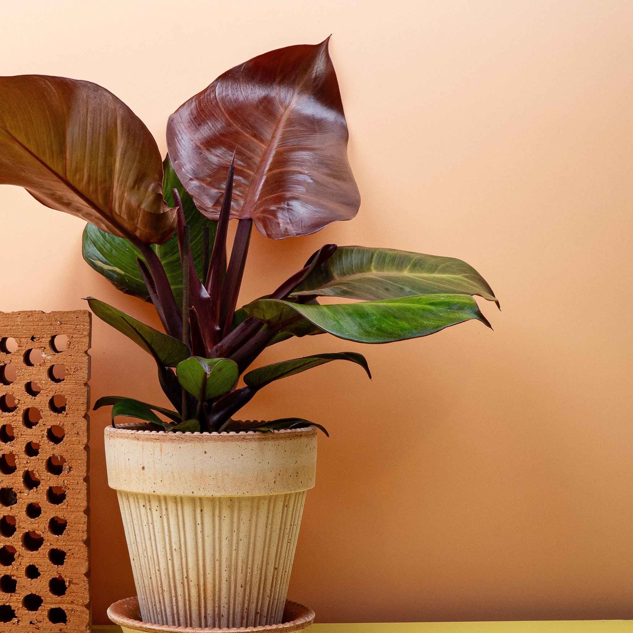 PHILODENDRON SUNLIGHT