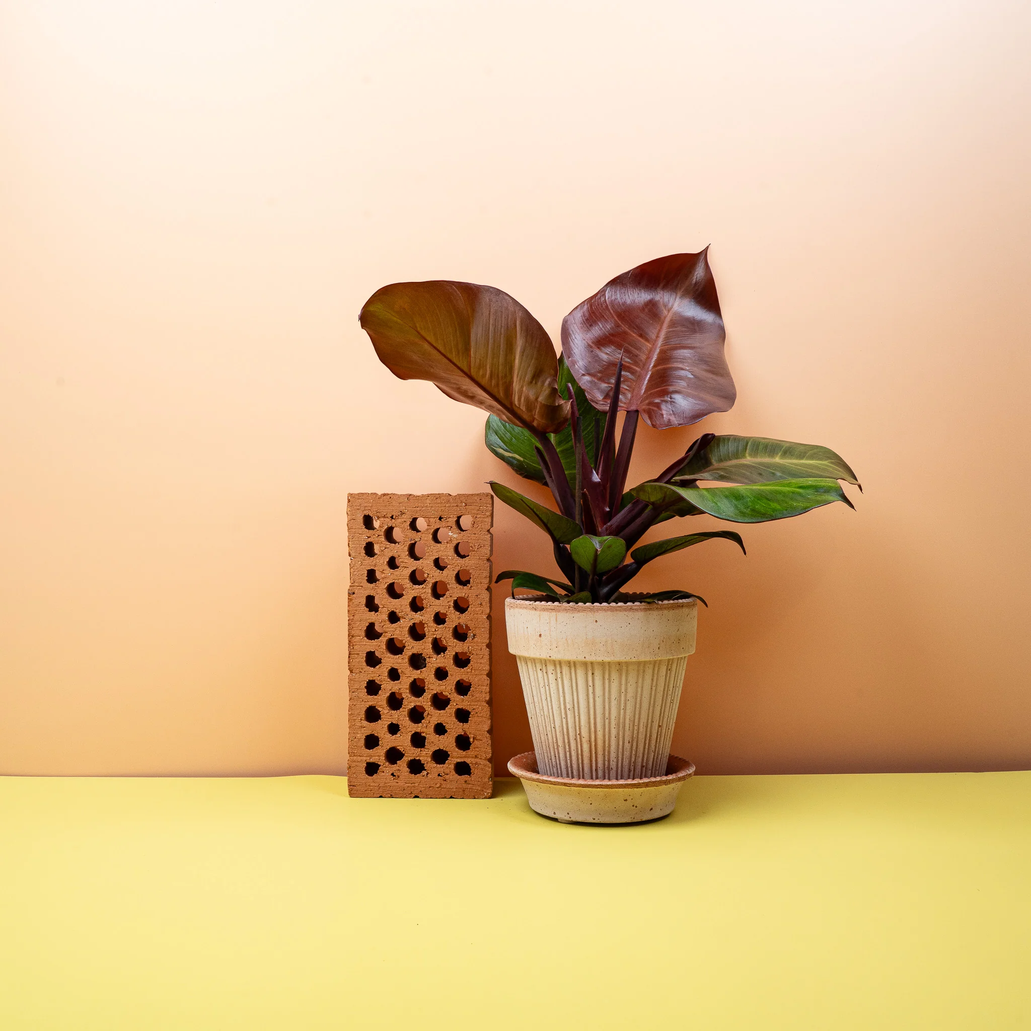 PHILODENDRON SUNLIGHT - Image 2