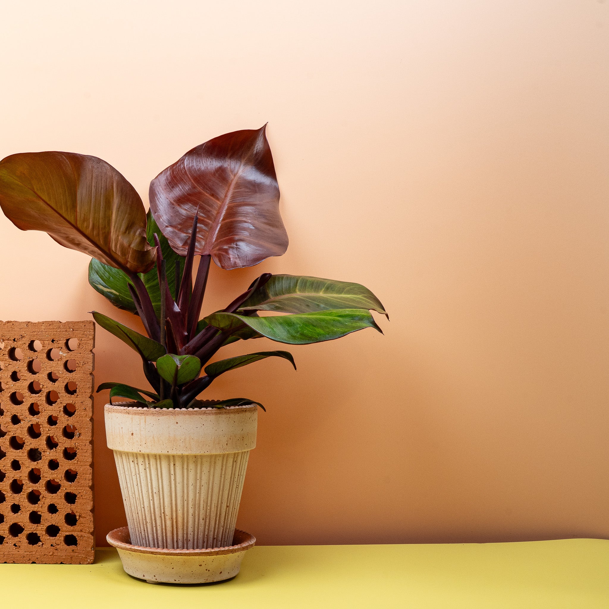 PHILODENDRON SUNLIGHT - Image 3