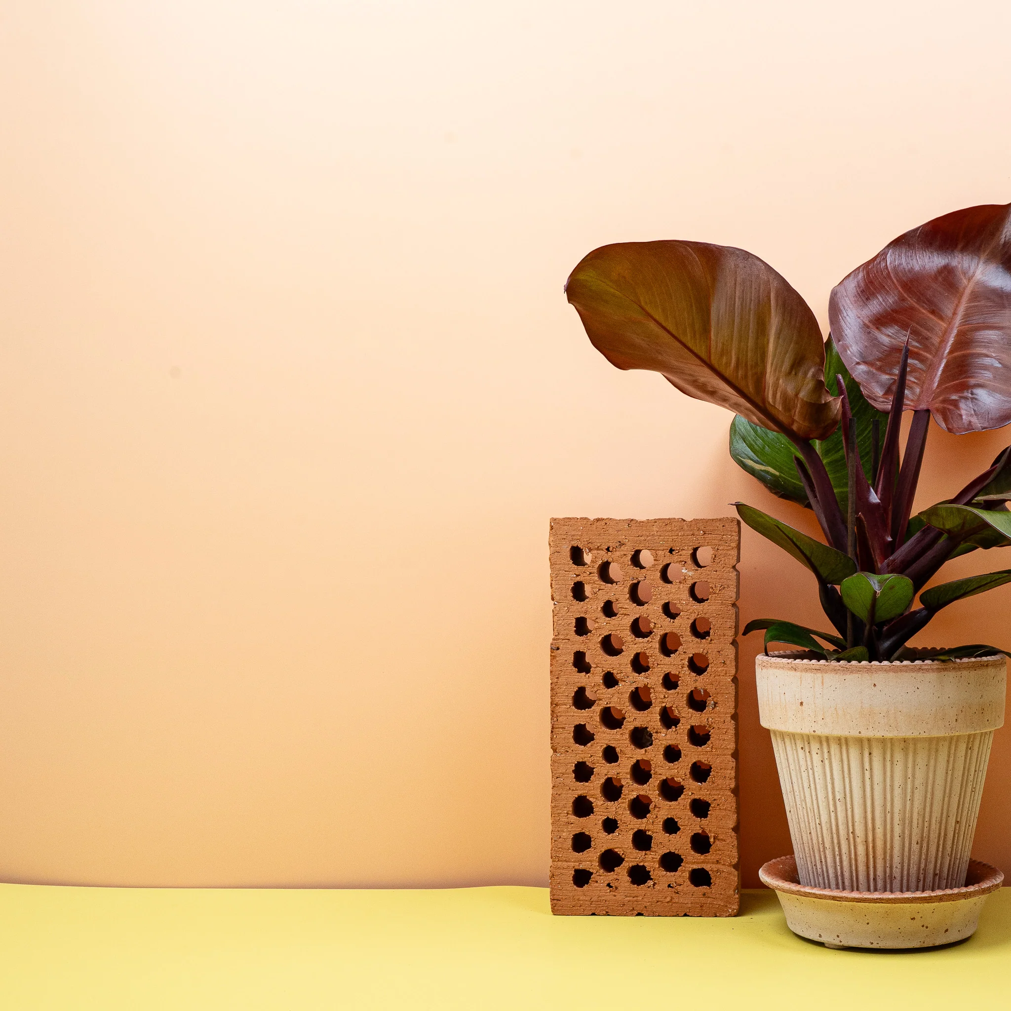 PHILODENDRON SUNLIGHT - Image 4