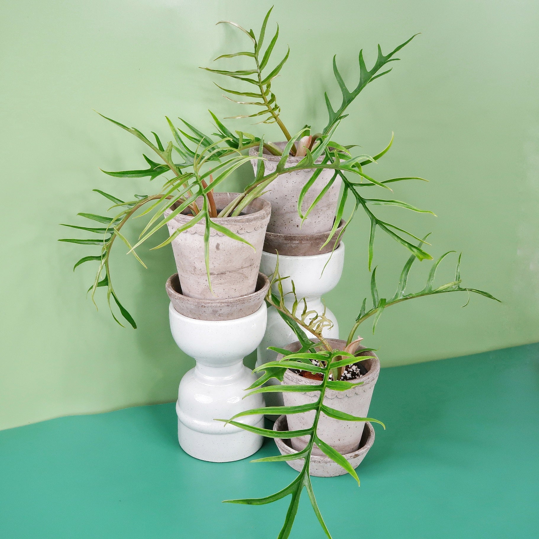 PHILODENDRON TORTUM - Image 10