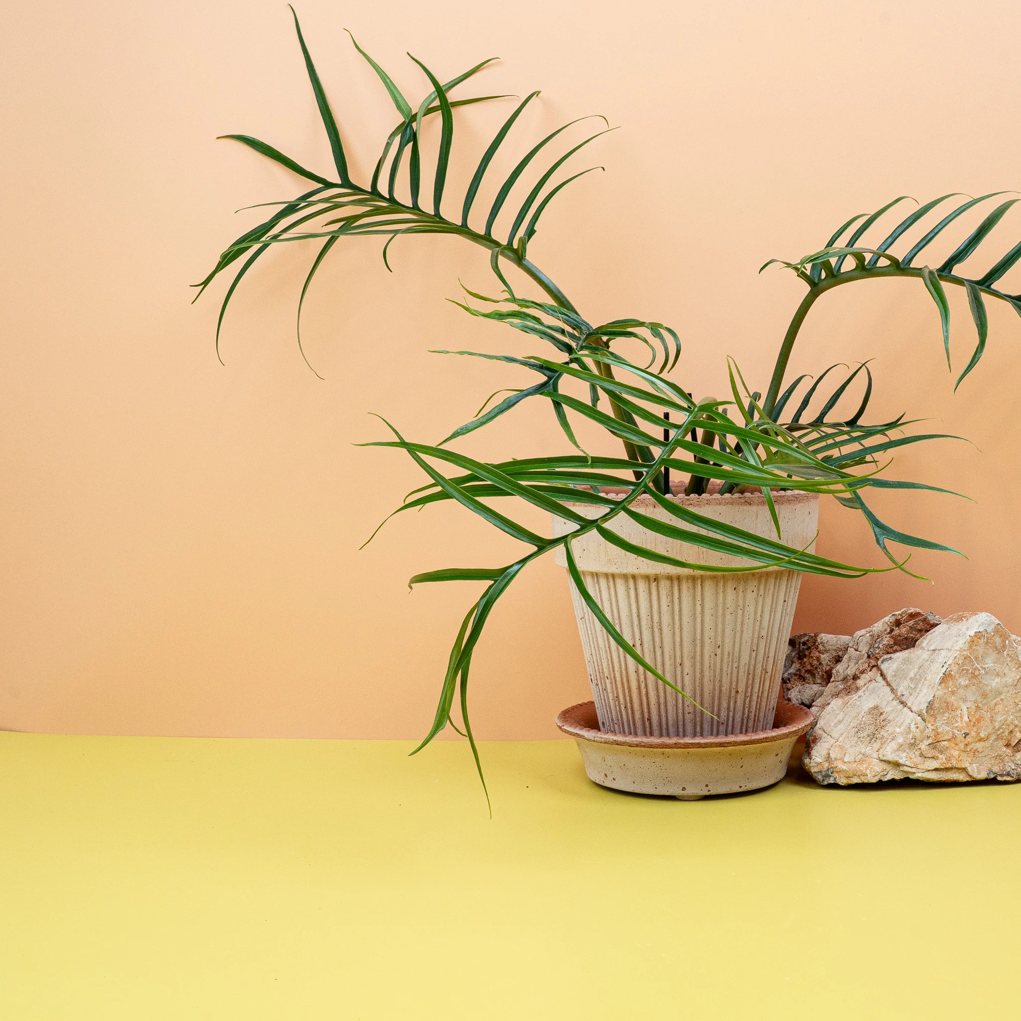 PHILODENDRON TORTUM - Image 3