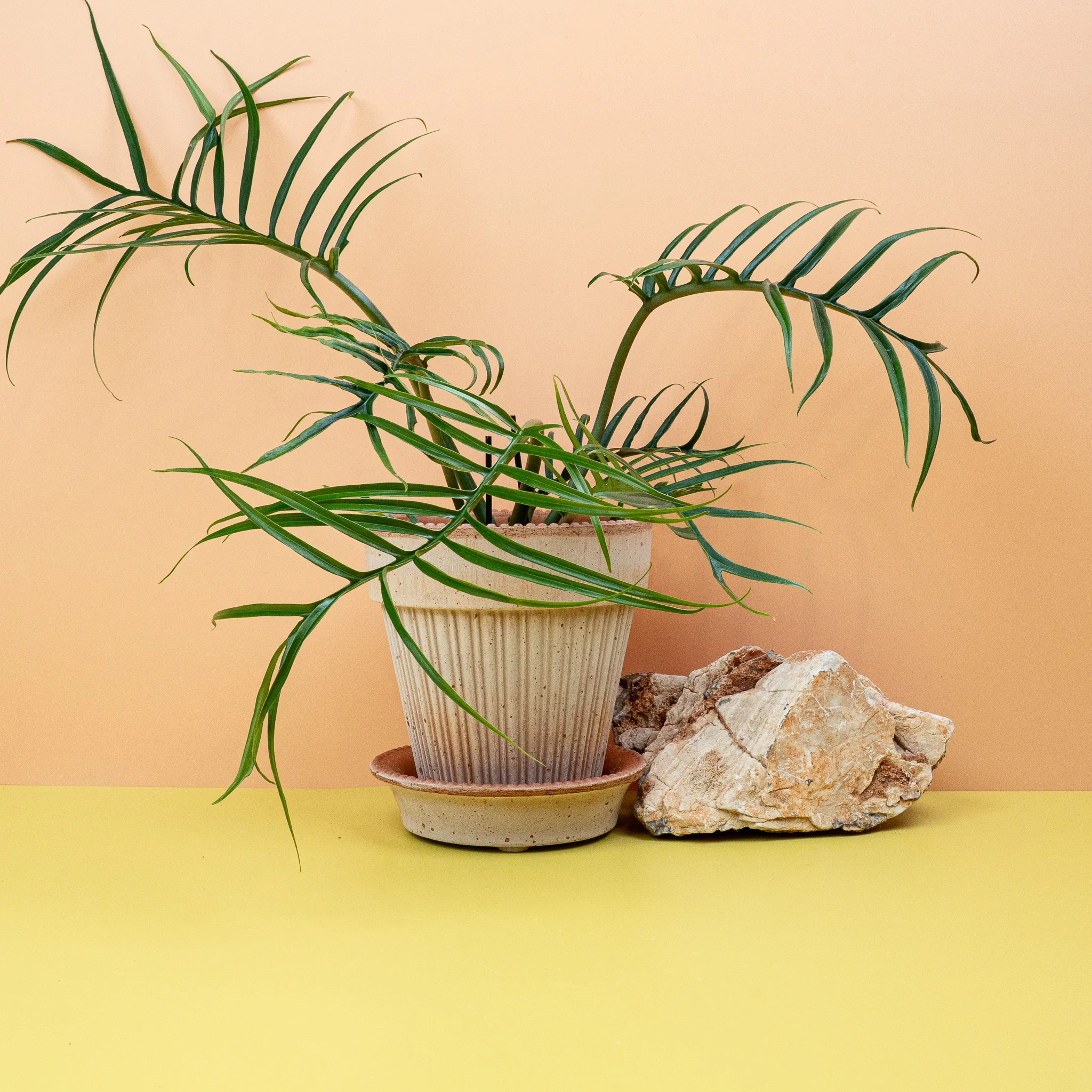 PHILODENDRON TORTUM - Image 4