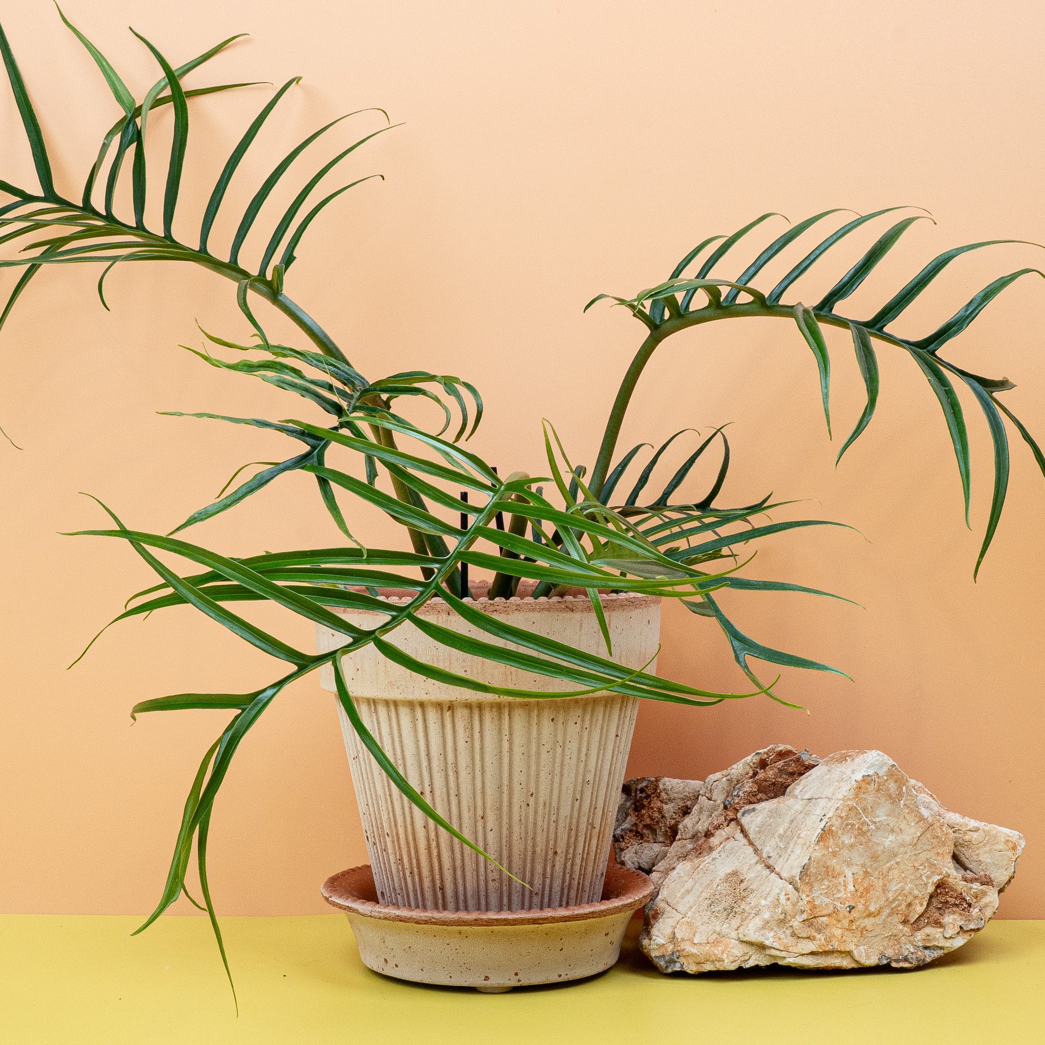 PHILODENDRON TORTUM - Image 5