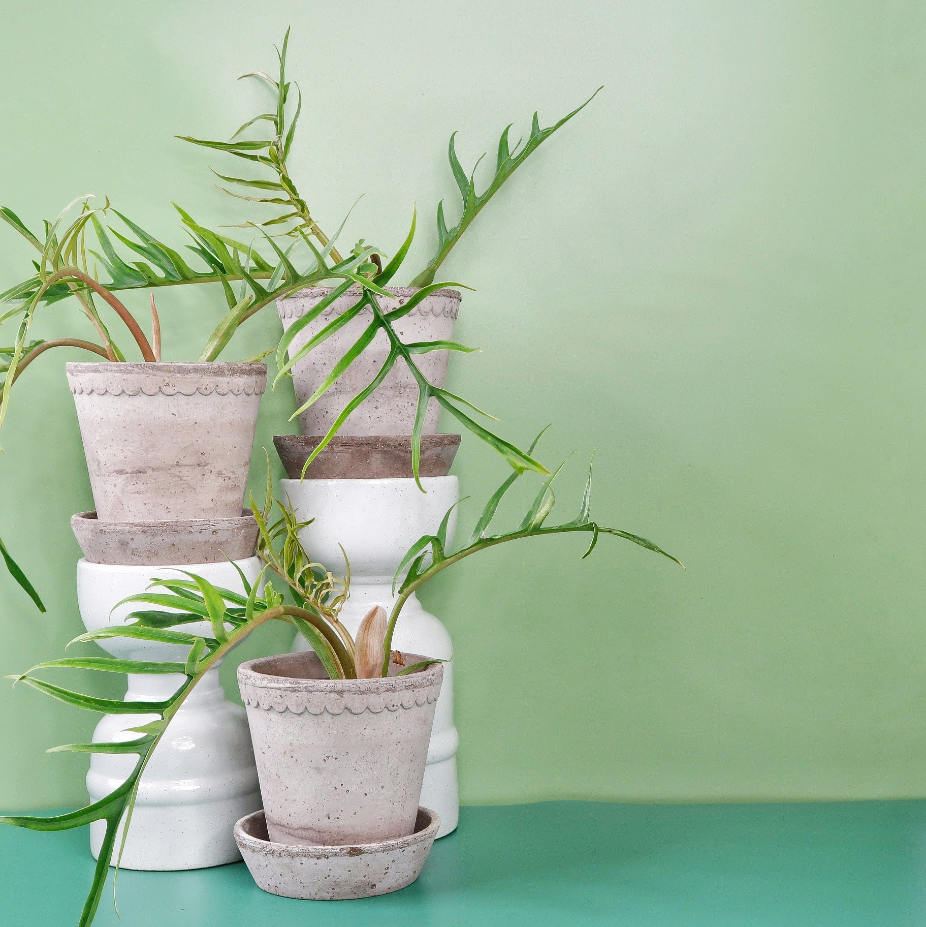 PHILODENDRON TORTUM - Image 6