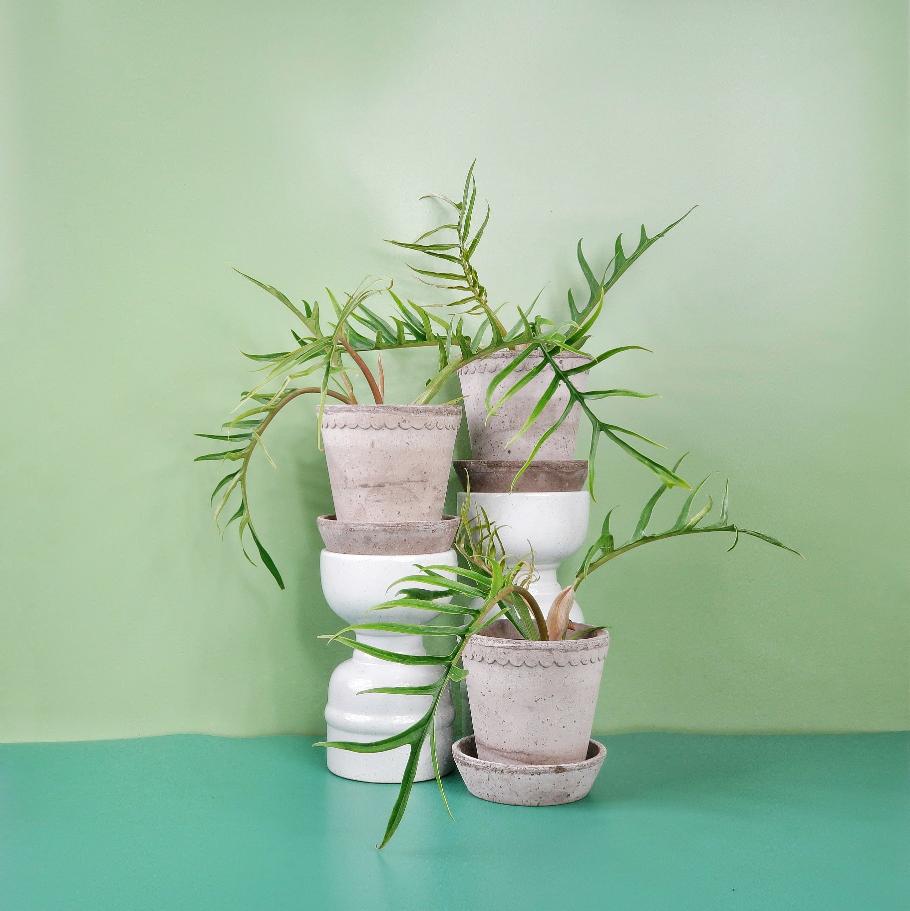 PHILODENDRON TORTUM - Image 7