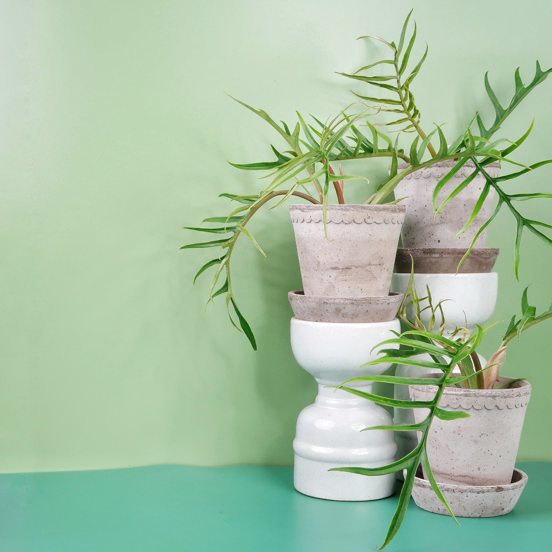 PHILODENDRON TORTUM - Image 8