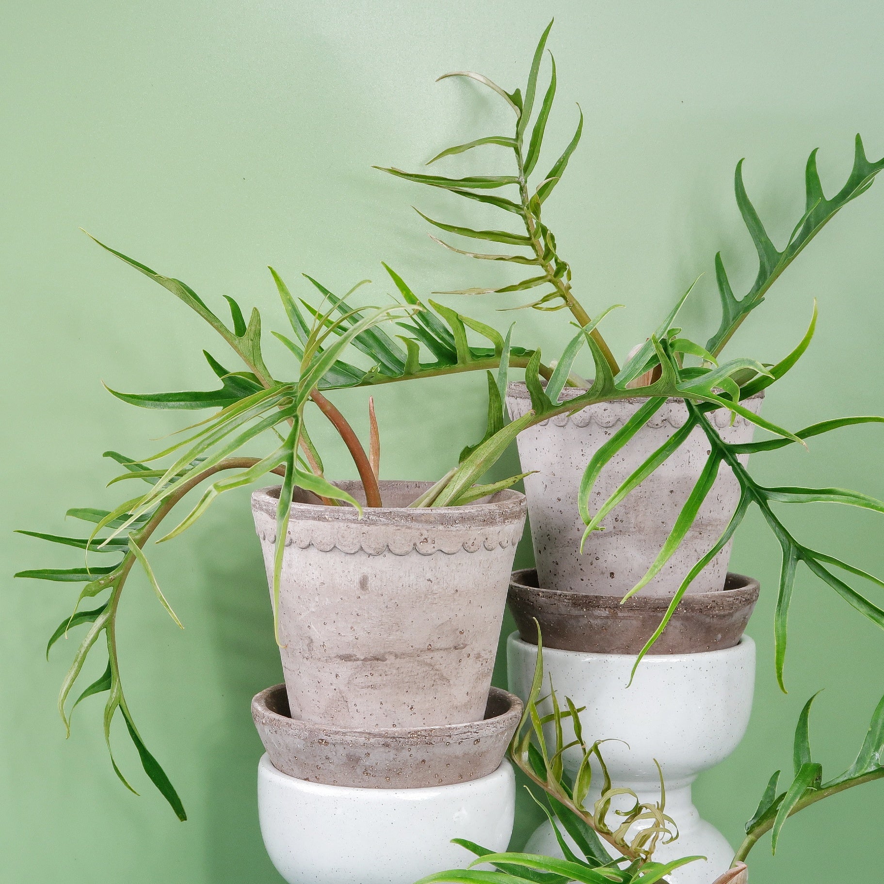 PHILODENDRON TORTUM - Image 9