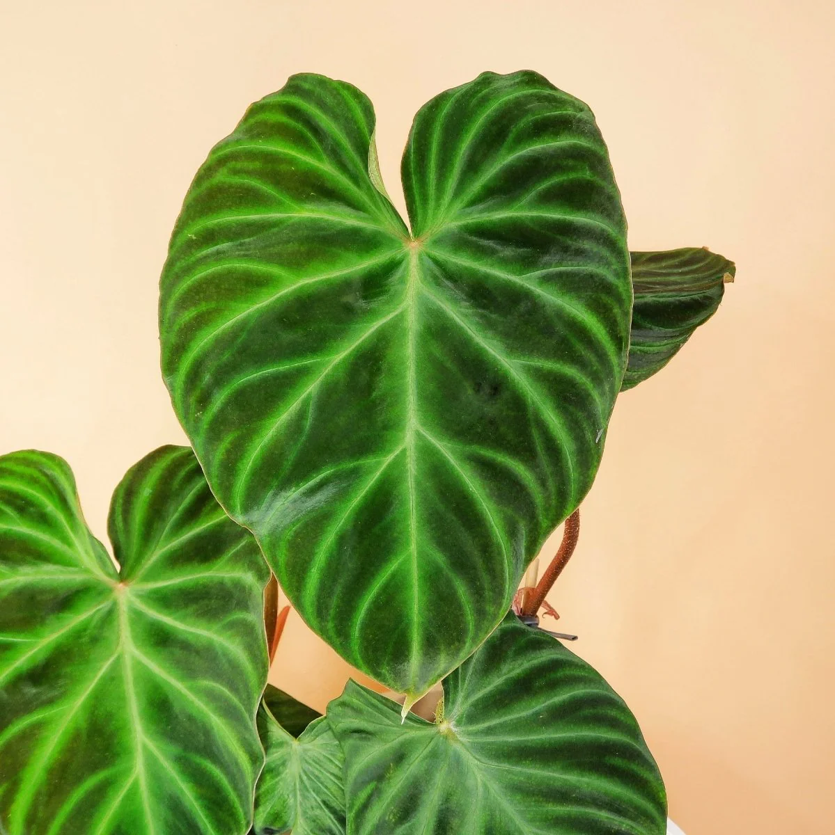 PHILODENDRON VERRUCOSUM - Image 4
