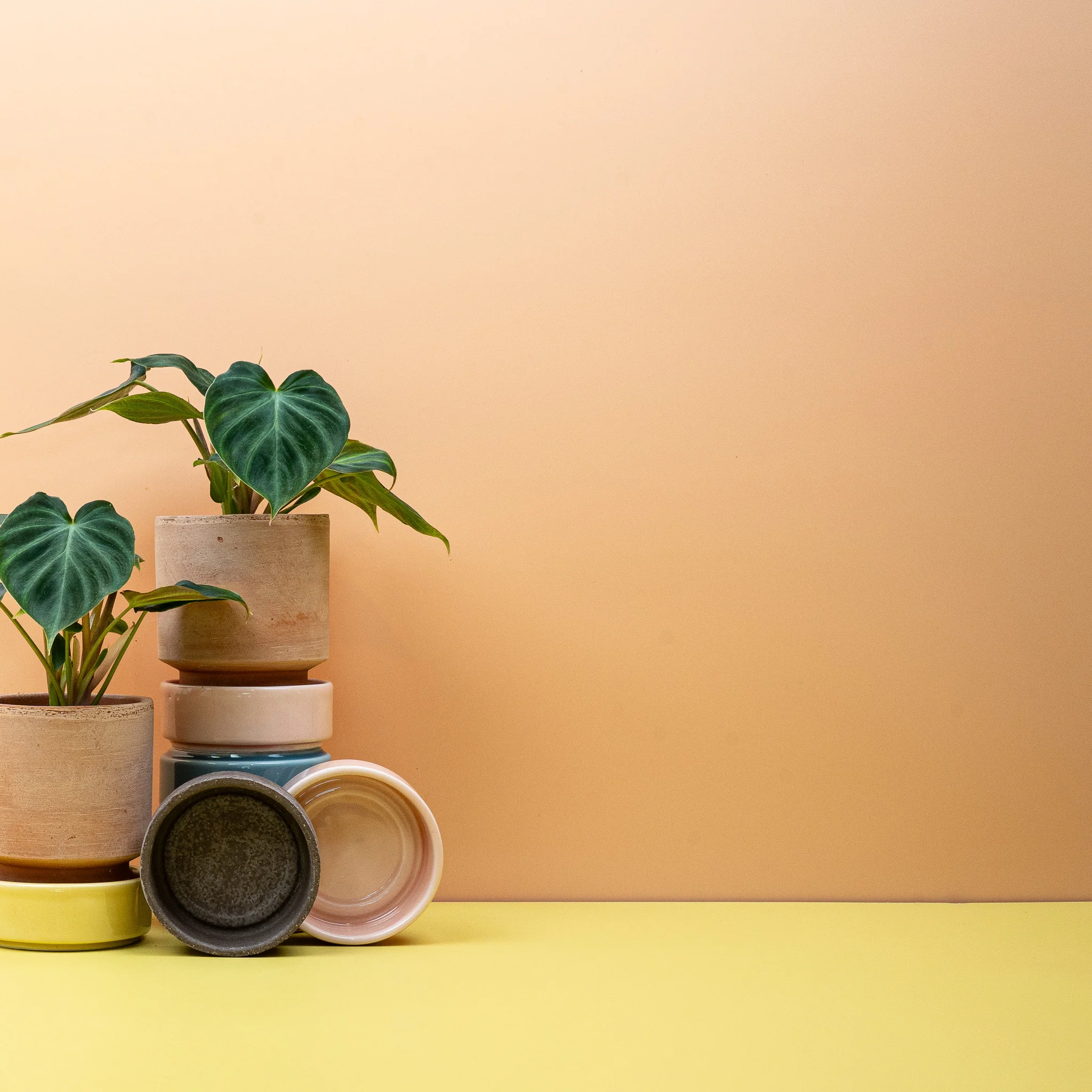 PHILODENDRON VERRUCOSUM - Image 7