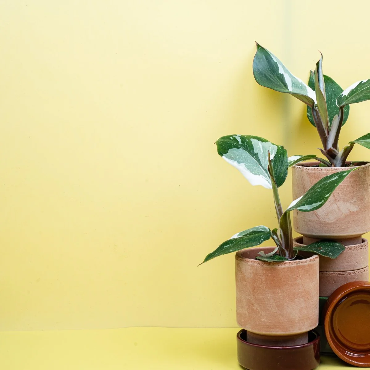 PHILODENDRON WHITE KNIGHT - Image 8