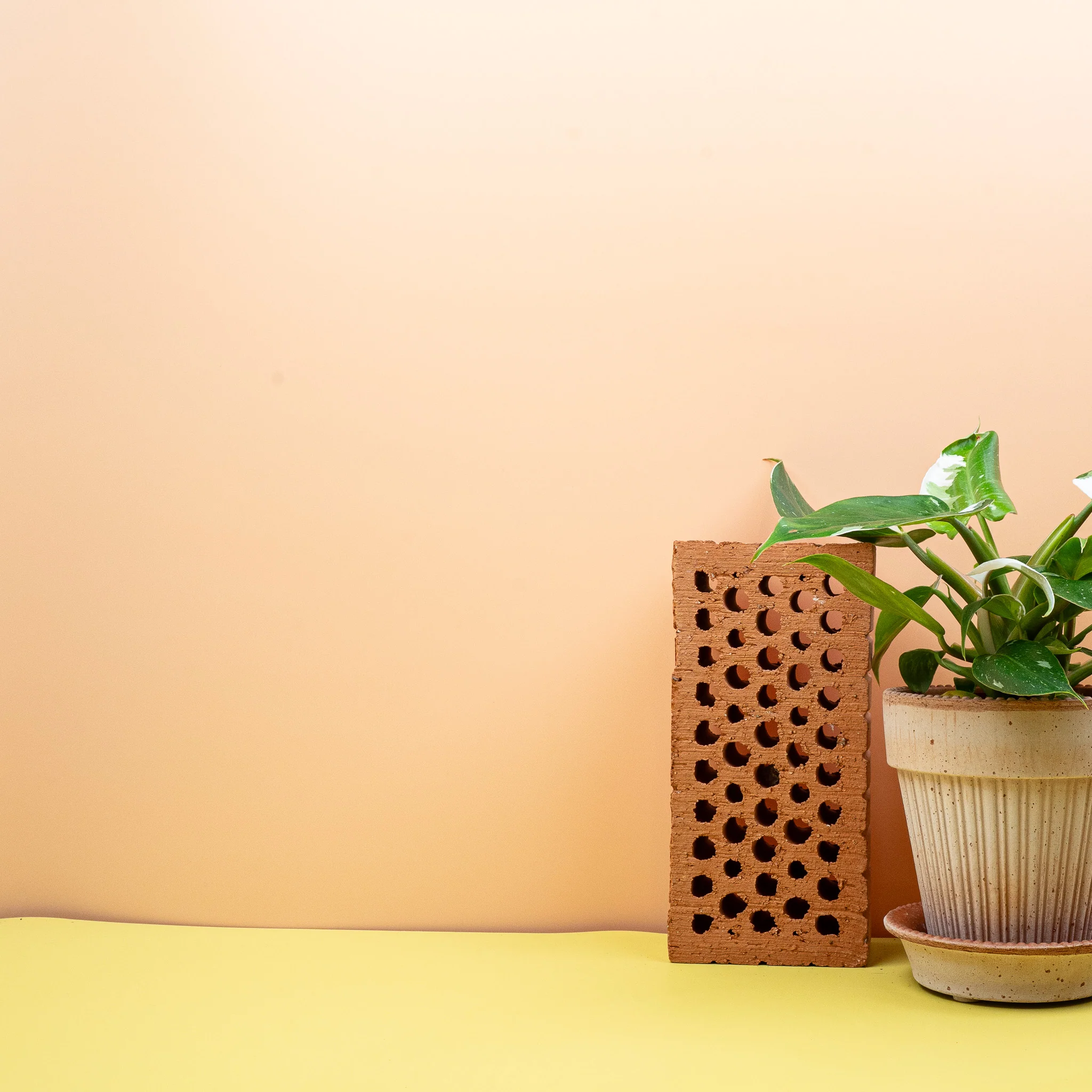 PHILODENDRON WHITE PRINCESS - Image 4