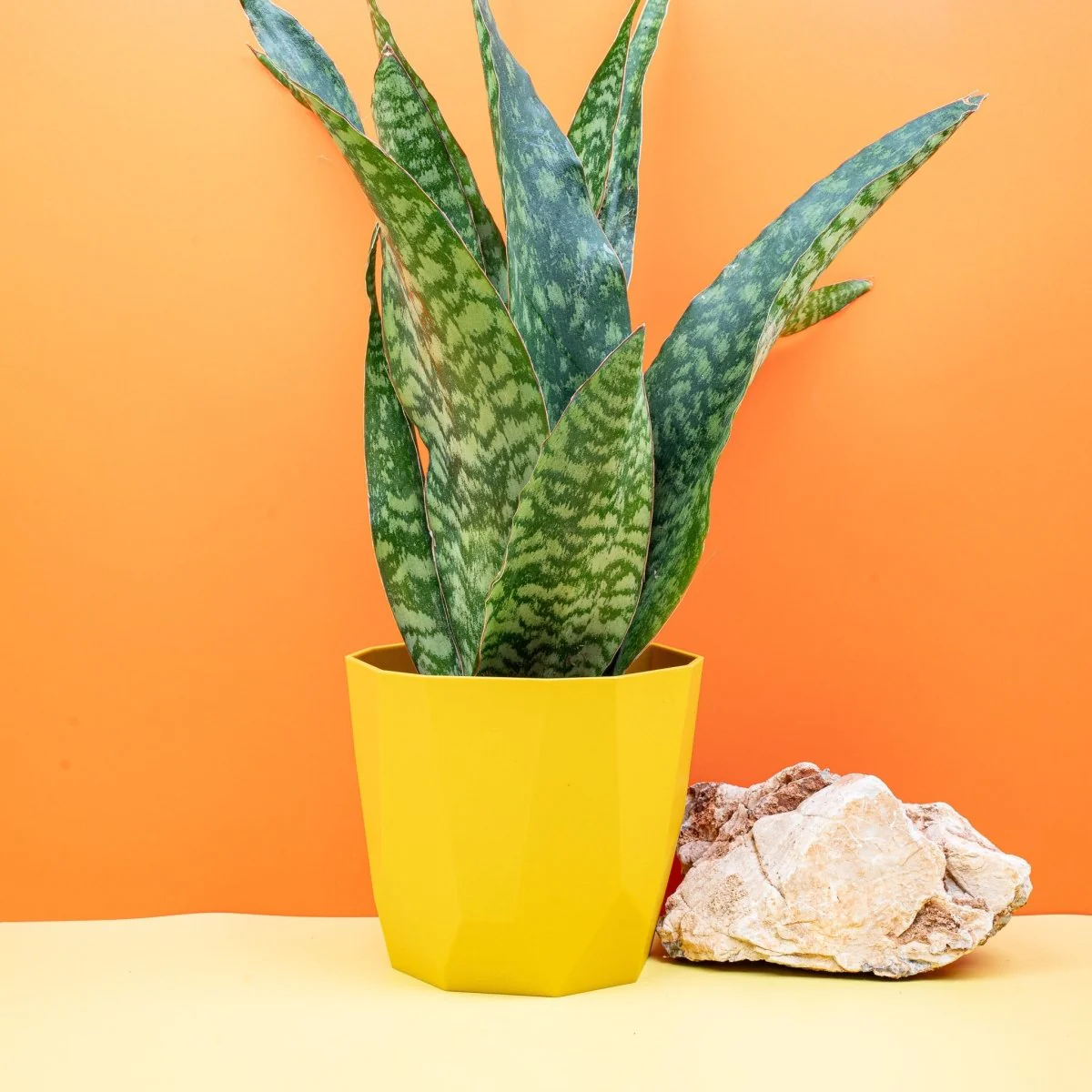 SANSEVIERIA AUBRYTNIANA DRAGON - Image 3
