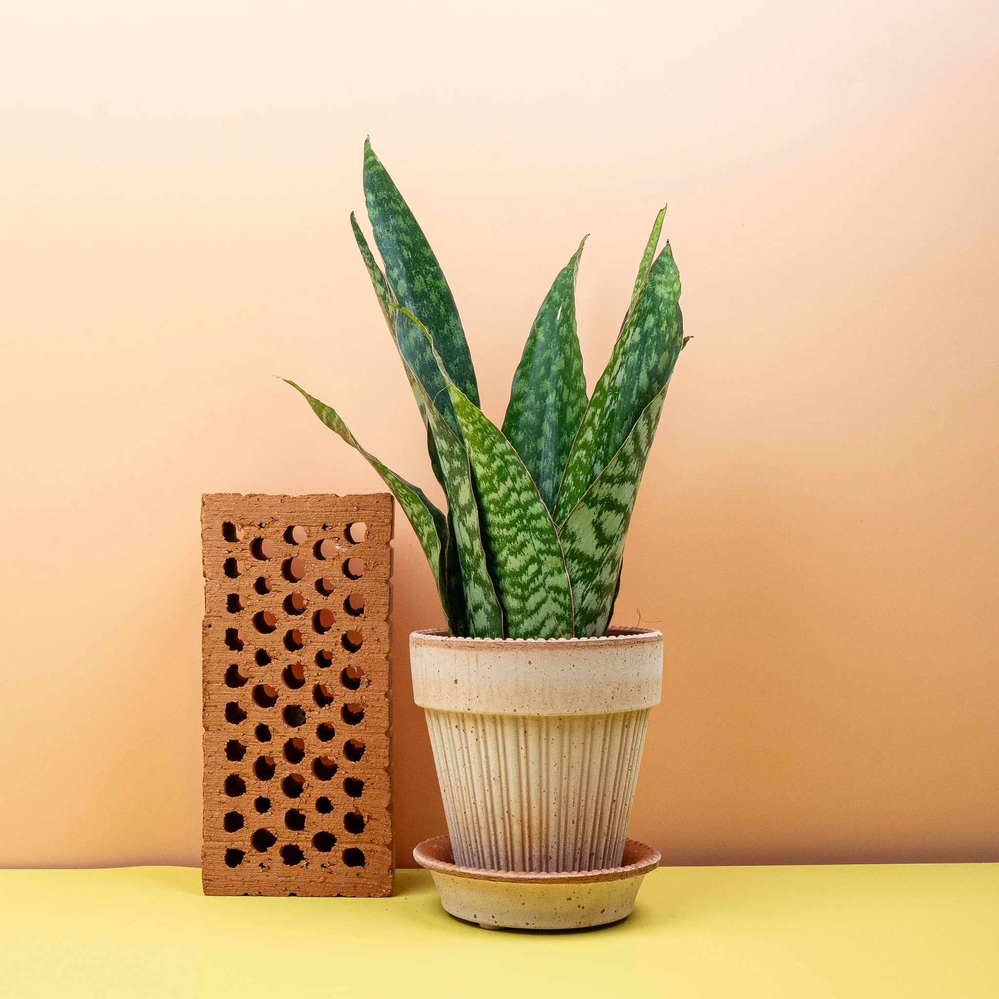 SANSEVIERIA AUBRYTNIANA DRAGON - Image 9