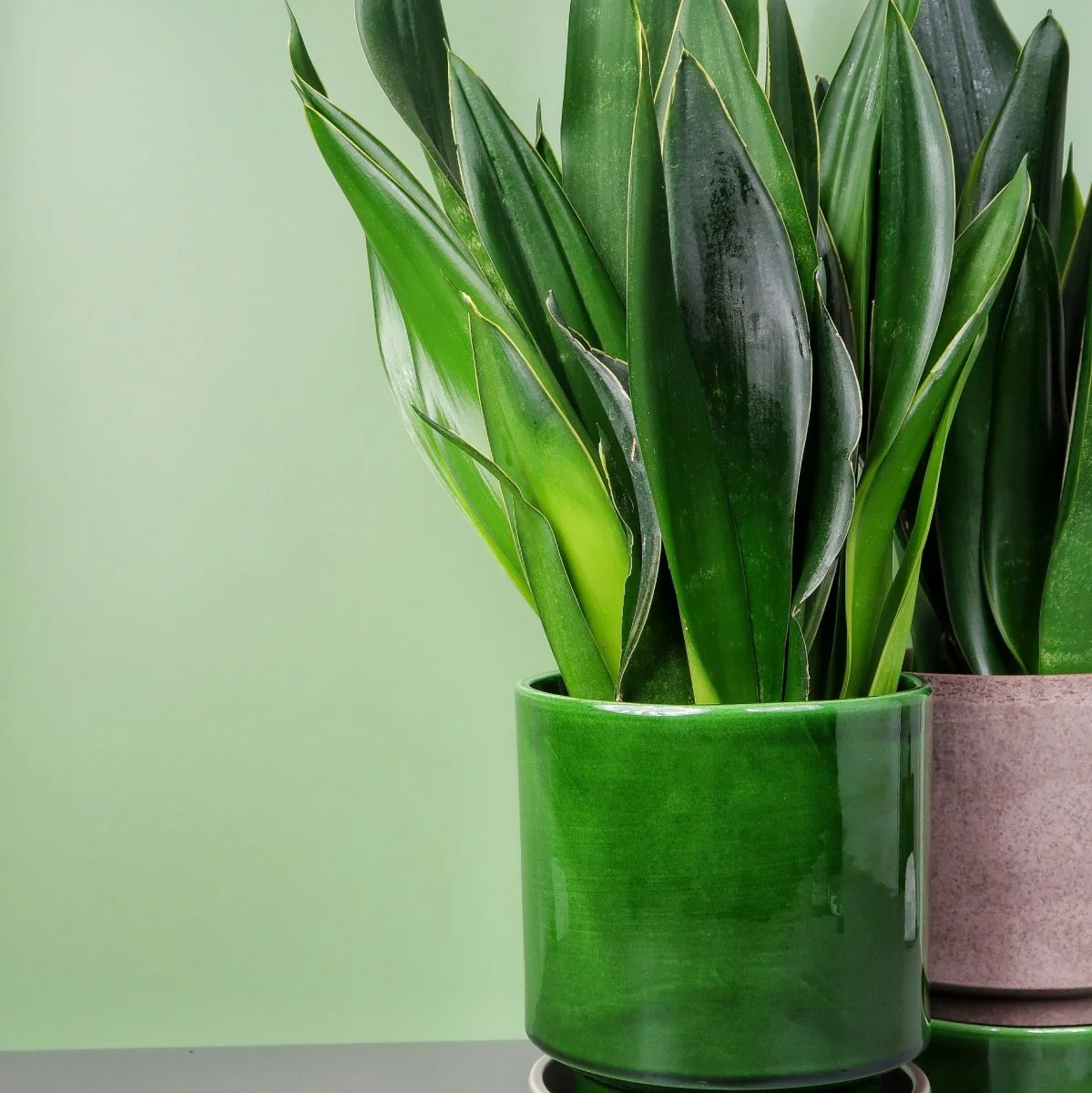 SANSEVIERIA BLACK DIAMOND - Image 3