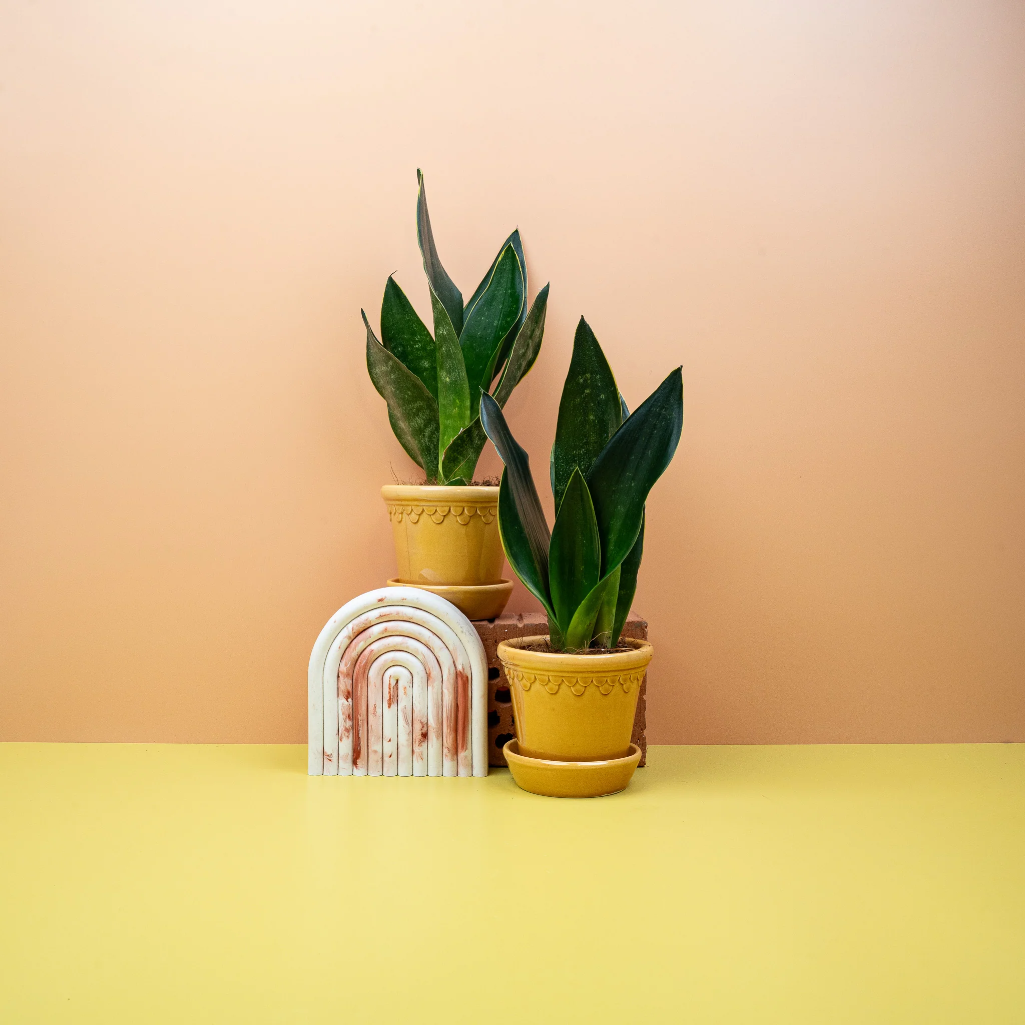 SANSEVIERIA BLACK DIAMOND - Image 6