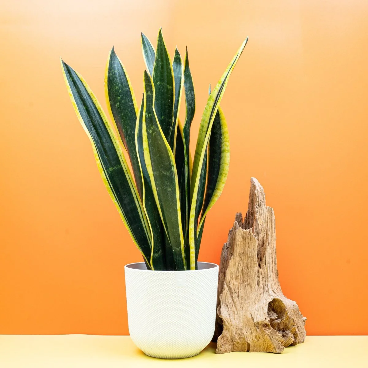 SANSEVIERIA BLACK GOLD