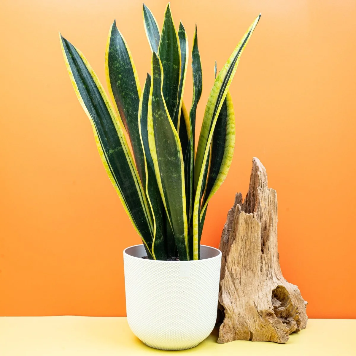 SANSEVIERIA BLACK GOLD - Image 3