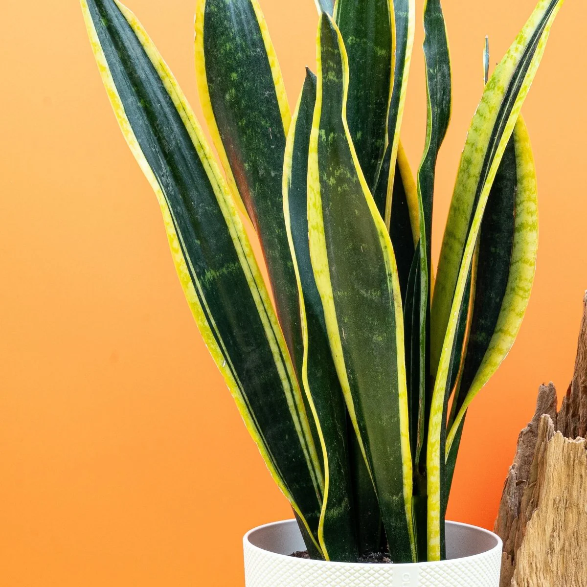 SANSEVIERIA BLACK GOLD - Image 4