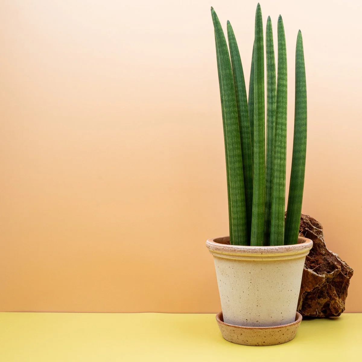 SANSEVIERIA CYLINDRICA STRAIGH - Image 11