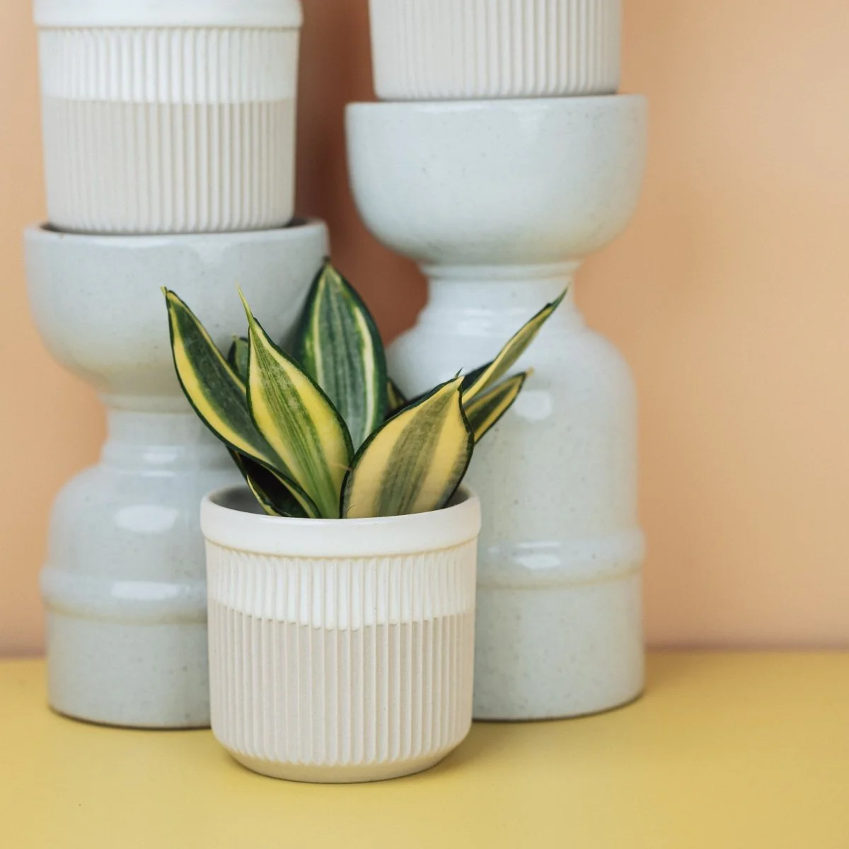 SANSEVIERIA GOLDEN HAHNII - Image 7