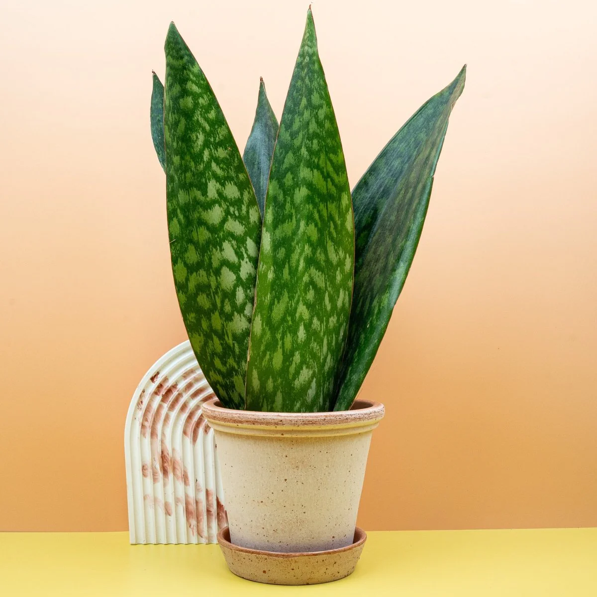 SANSEVIERIA JAMAIQUINA QUEEN - Image 4