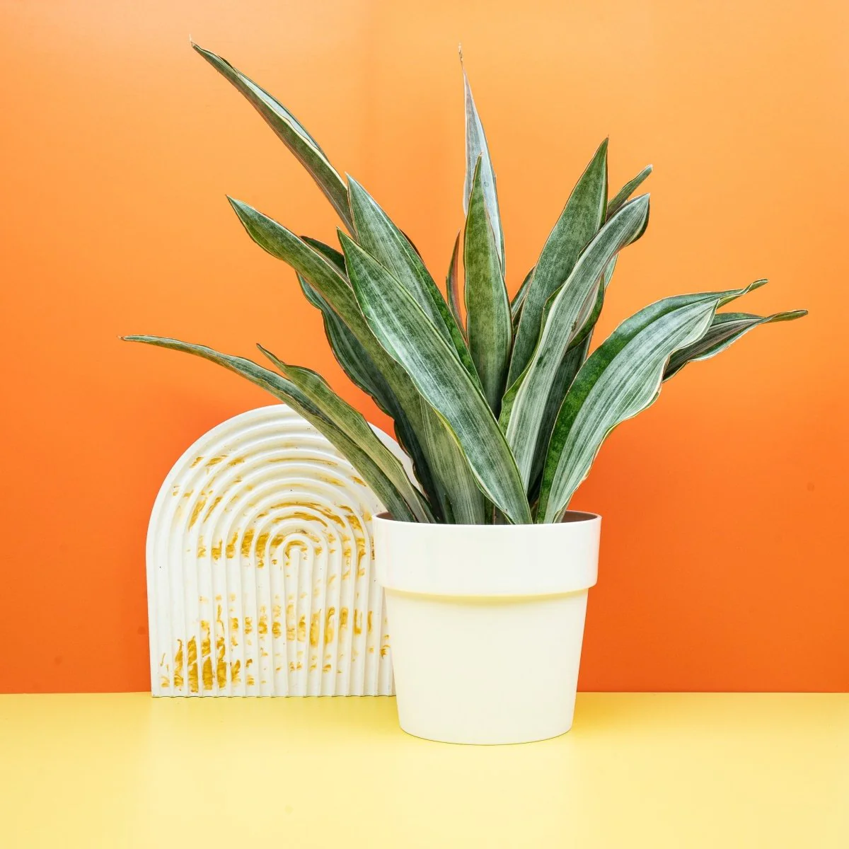 SANSEVIERIA MARLOWE