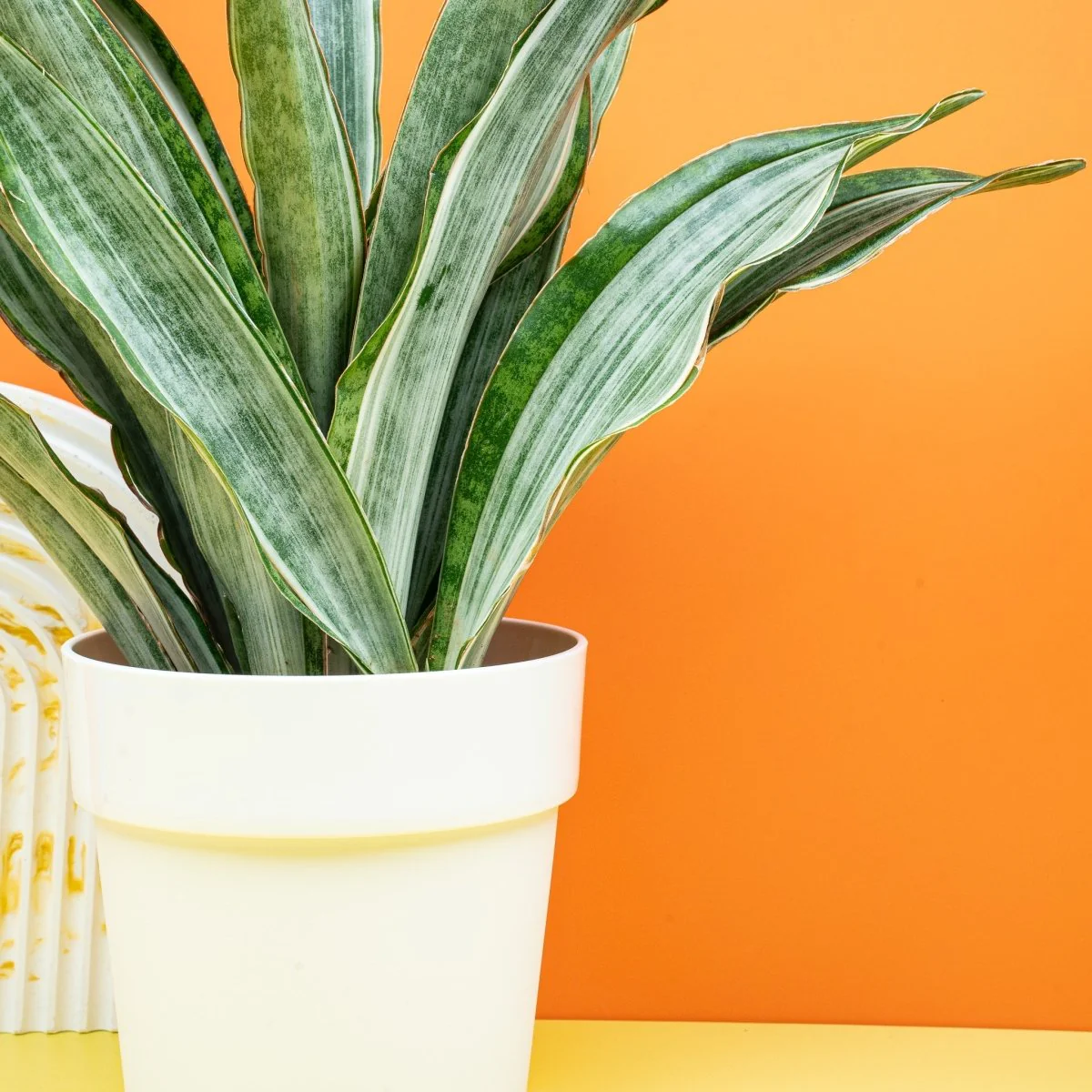 SANSEVIERIA MARLOWE - Image 2