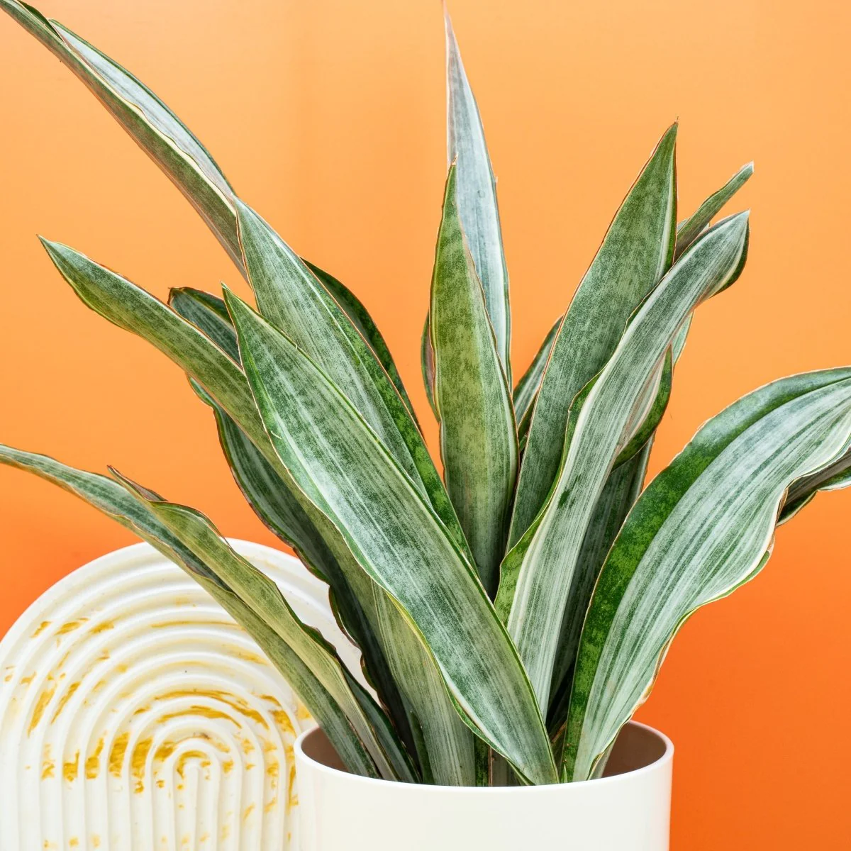 SANSEVIERIA MARLOWE - Image 3