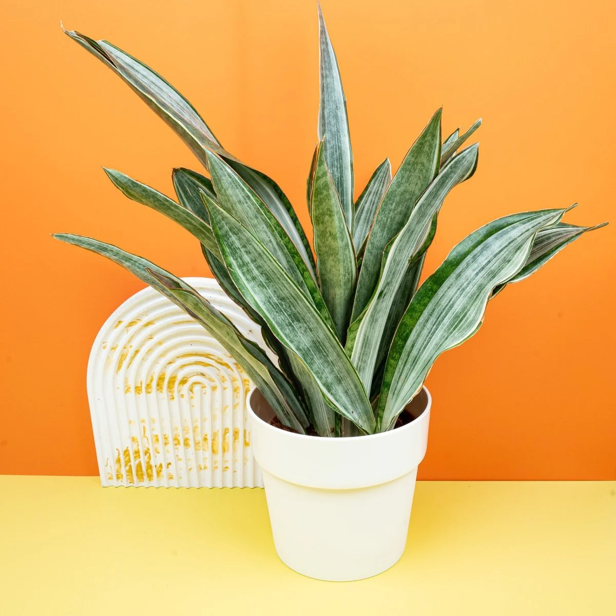 SANSEVIERIA MARLOWE - Image 4