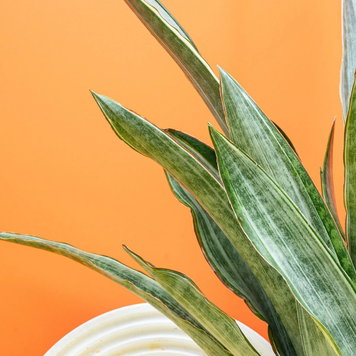 SANSEVIERIA MARLOWE - Image 5