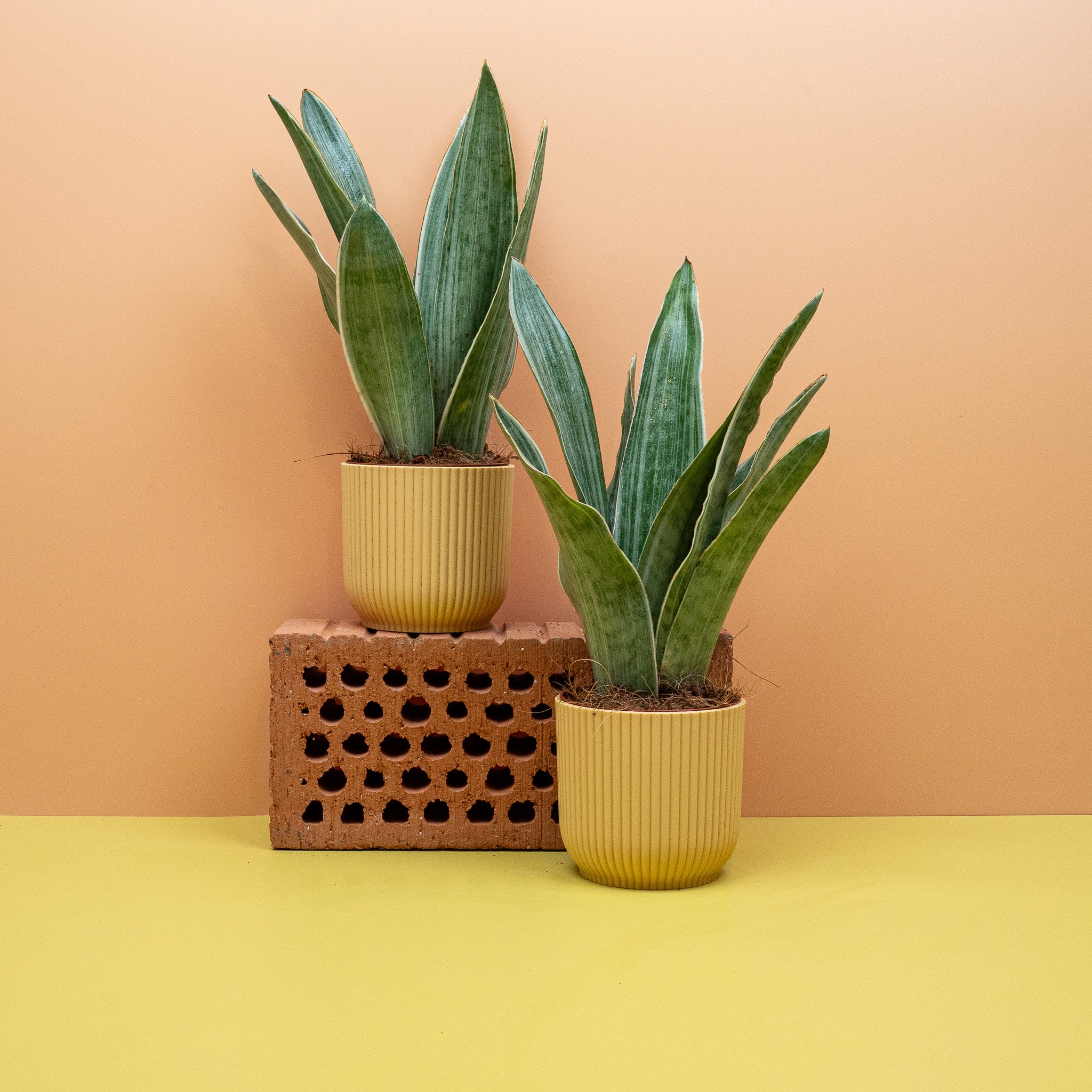 SANSEVIERIA METALLICA - Image 14