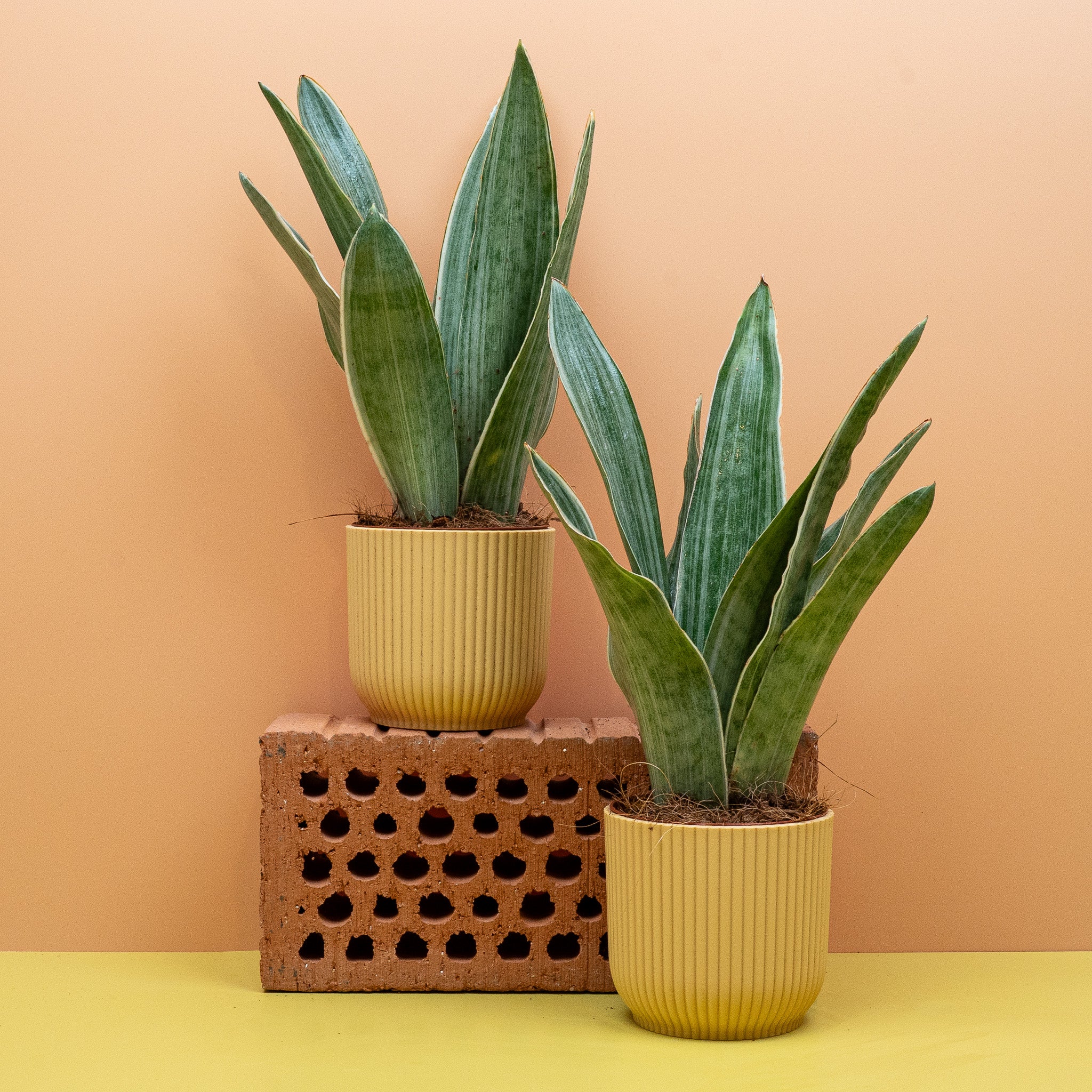 SANSEVIERIA METALLICA - Image 15