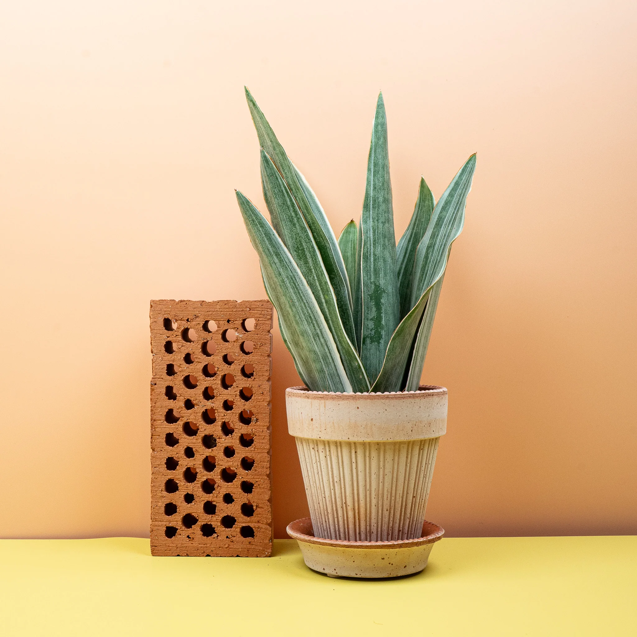 SANSEVIERIA METALLICA - Image 9