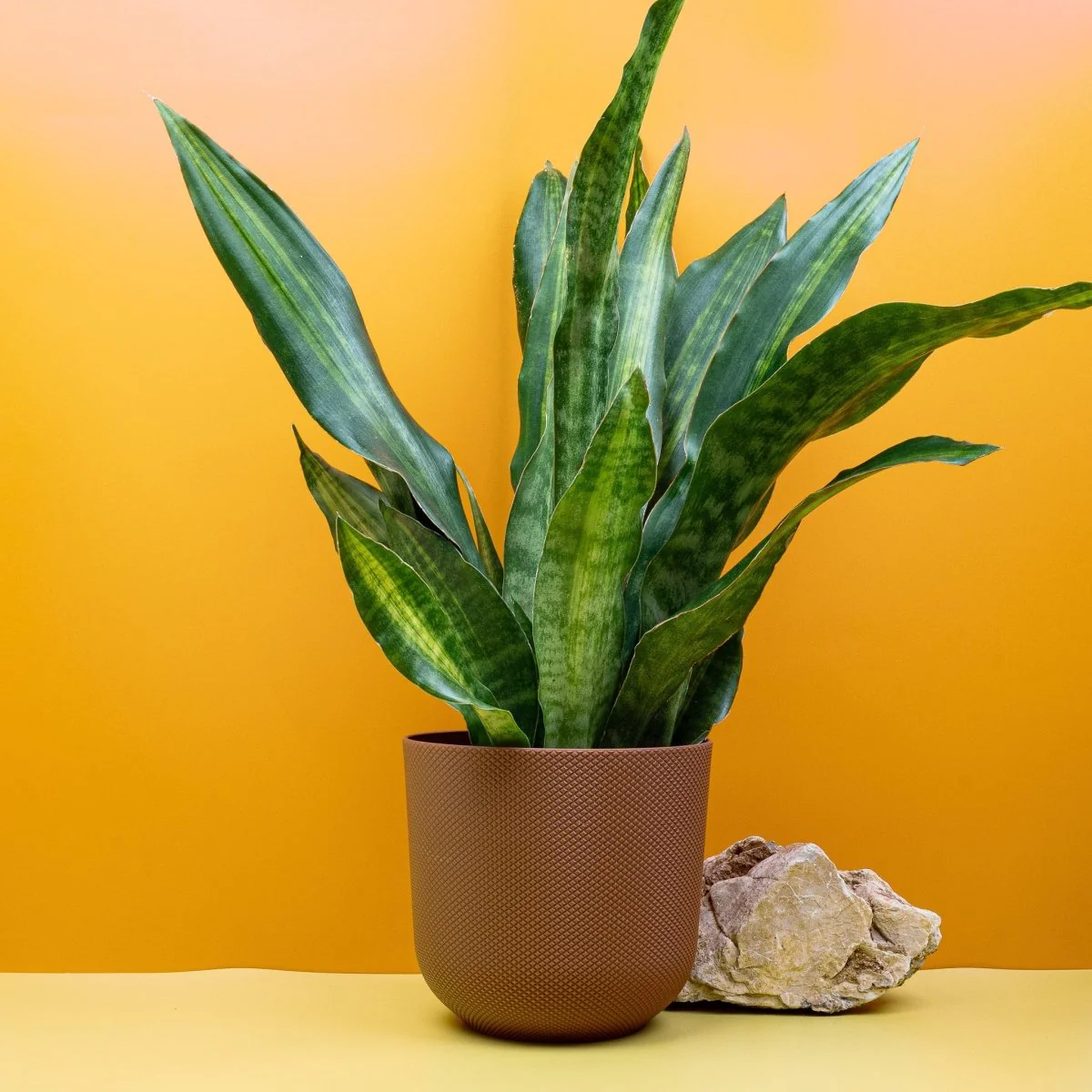 SANSEVIERIA NITE LITE