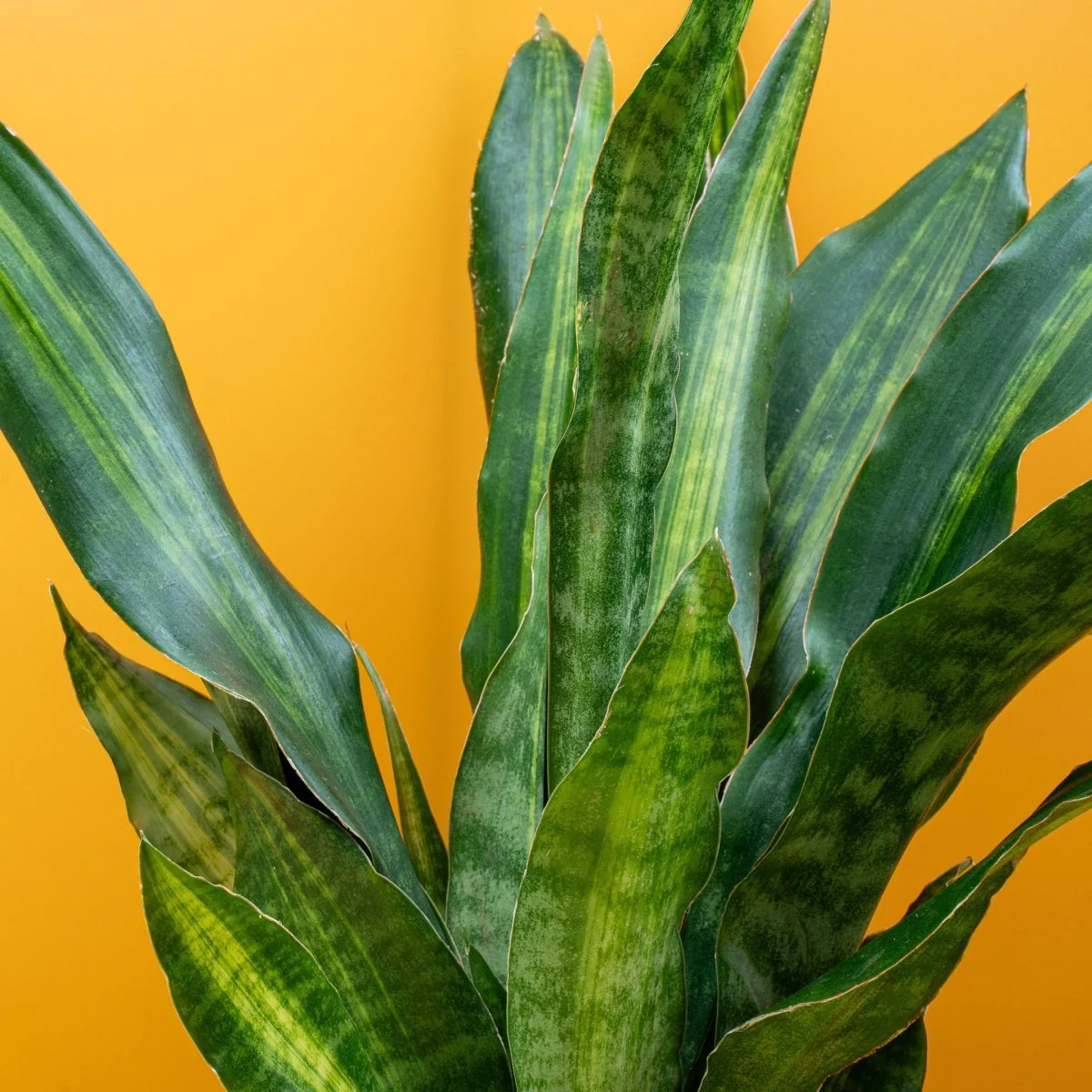 SANSEVIERIA NITE LITE - Image 5