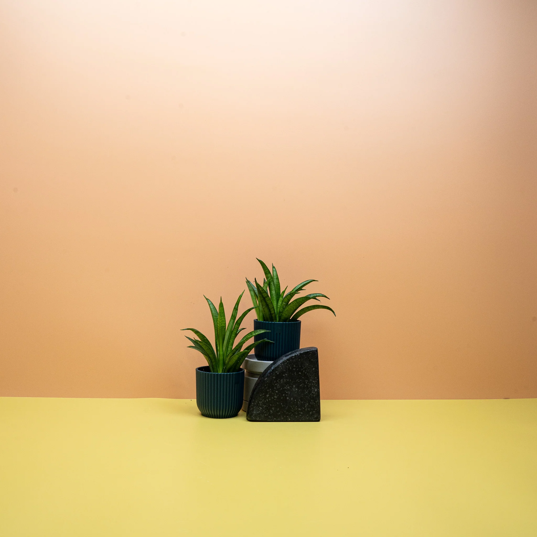 SANSEVIERIA PANTHERA - Image 6