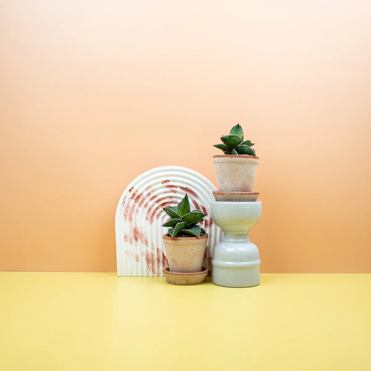 SANSEVIERIA SAMURAI